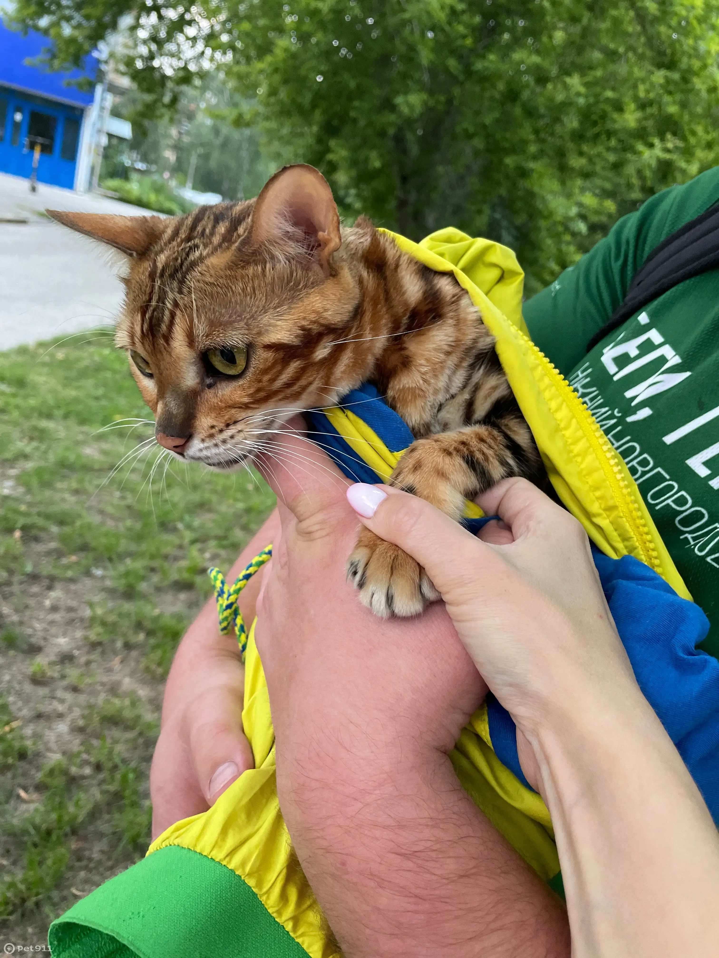 Найдена кошка: ул. Энгельса, 6, Нижний Новгород | Pet911.ru