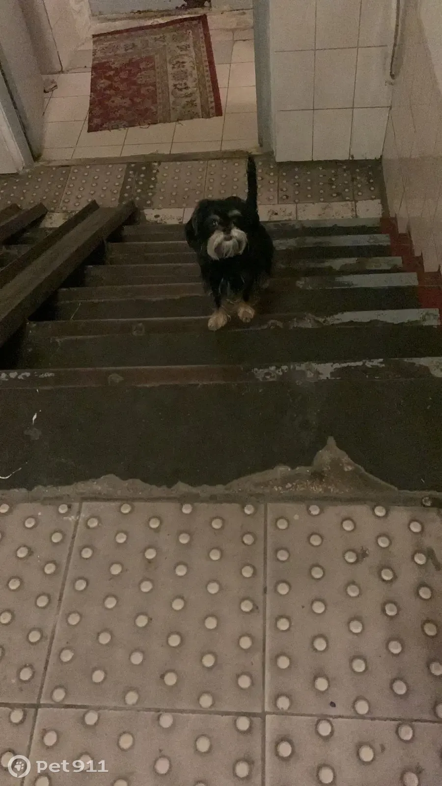 Найдена черная собака грифон. Пересветов переулок, Москва - photo 2