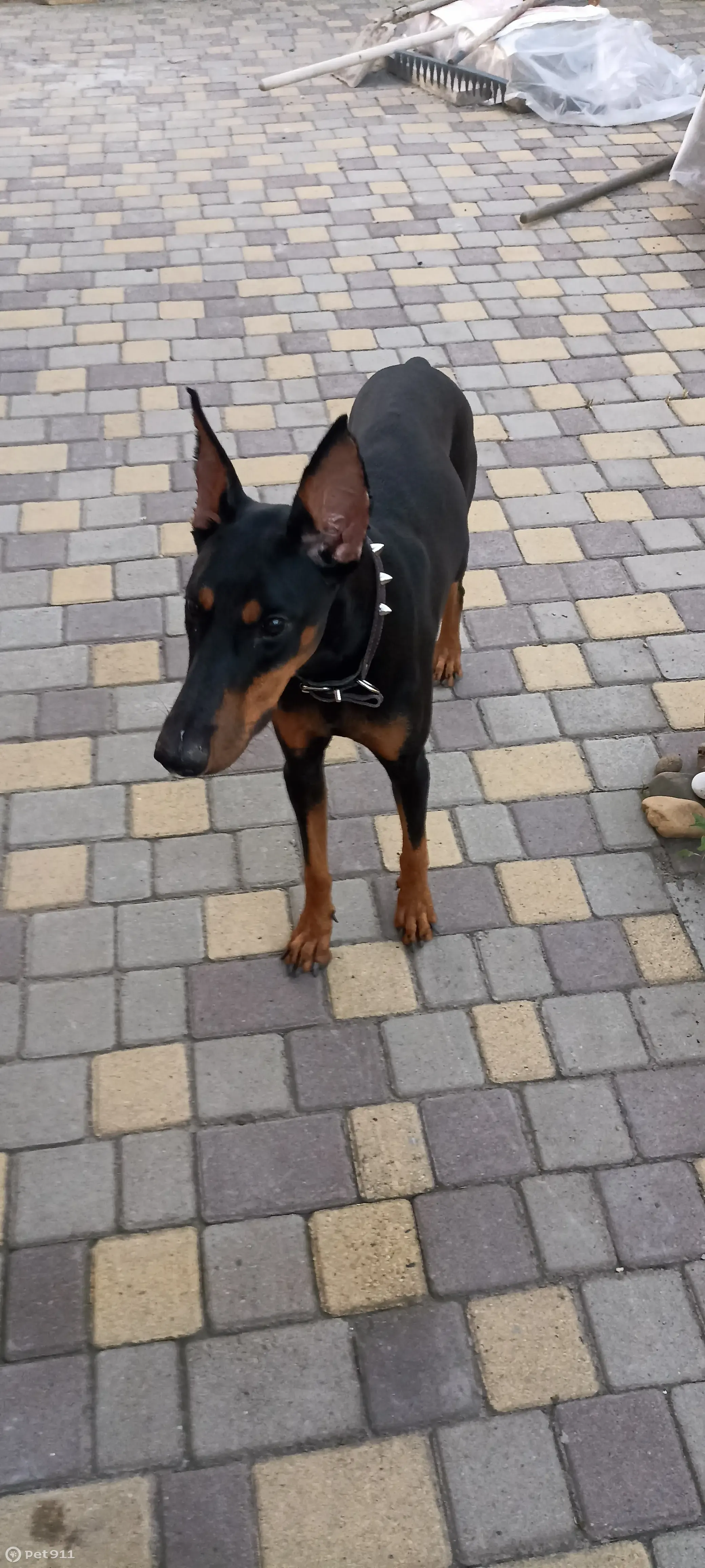 Найдена доберман девочка, ищем хозяев: Главная улица, 2/5 - photo