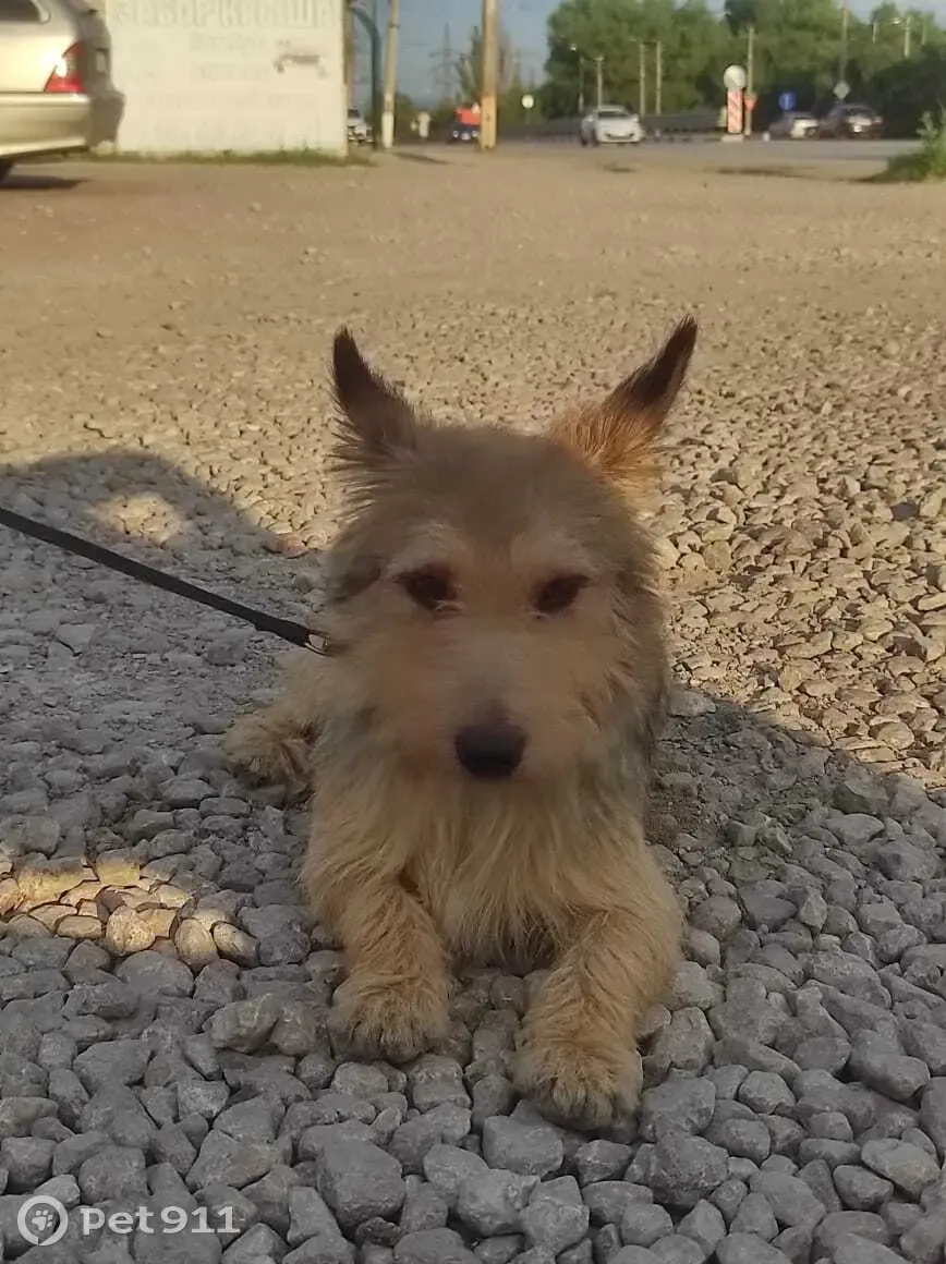 Собака укусила в Нижнем Новгороде. Песик может обратно.