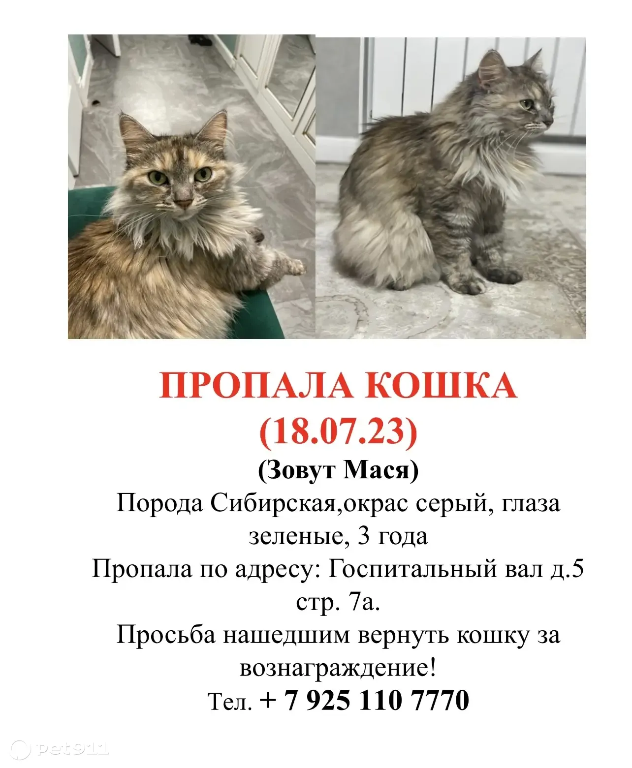 Пропала кошка Мася, ул. Госпитальный Вал, 5 с4, Москва | Pet911.ru