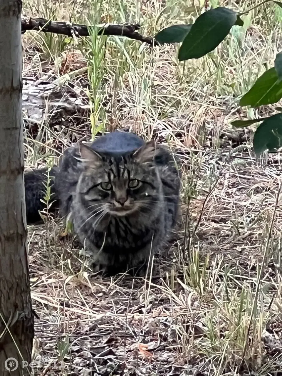 Найдена кошка в кустах около стройки, Сиреневый проезд, 13А, Ульяновск |  Pet911.ru