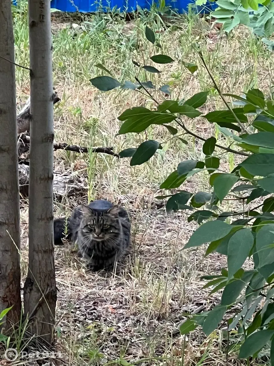 Найдена кошка в кустах около стройки, Сиреневый проезд, 13А, Ульяновск |  Pet911.ru