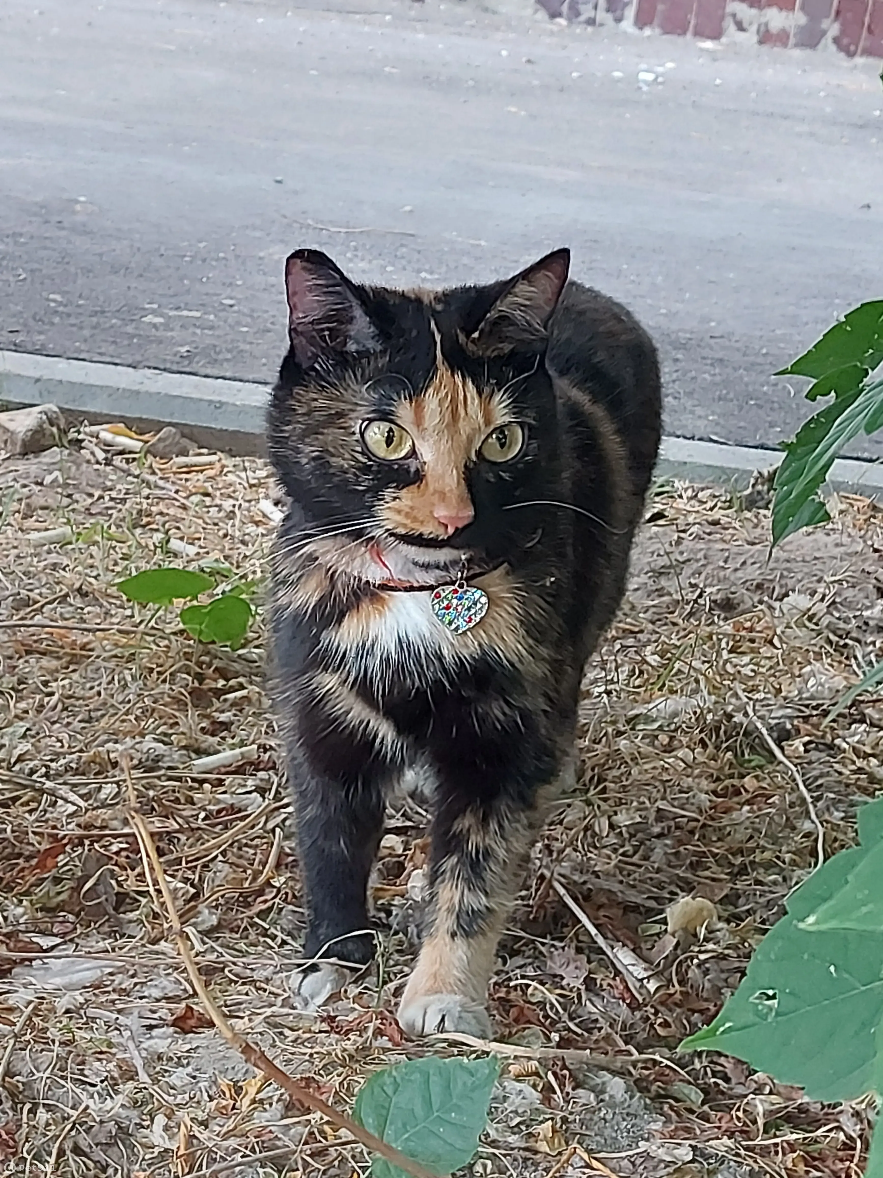 Найдена кошка на ул. Аделя Кутуя, 16, Казань | Pet911.ru