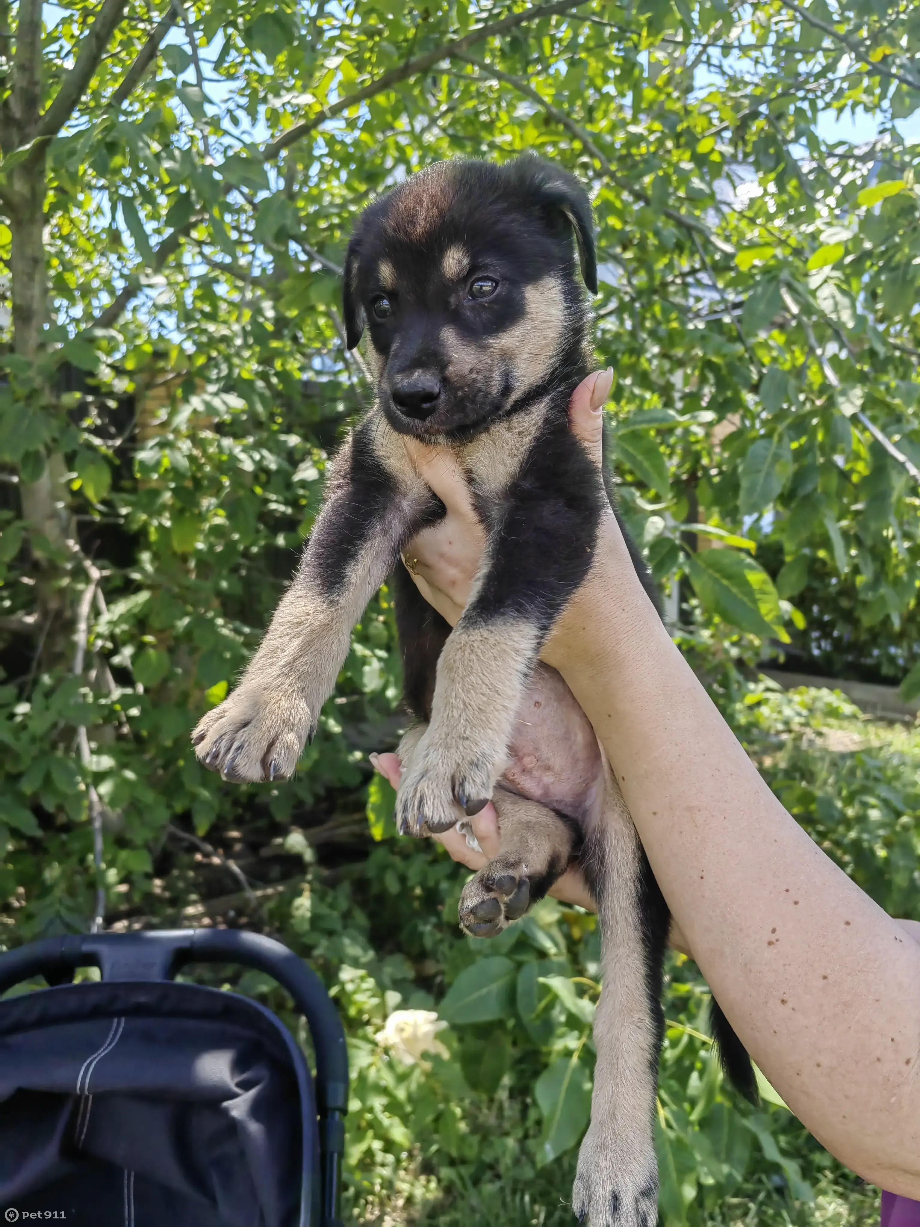 Найдена собака! Помогите ей найти дом. | Pet911.ru