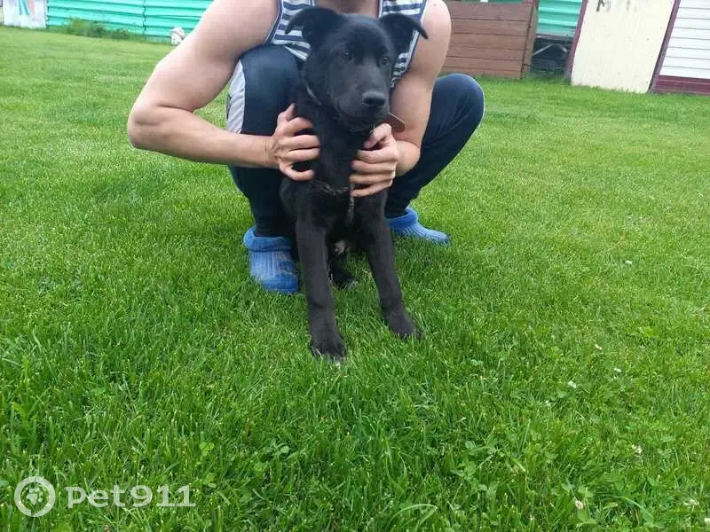 Найдена собака ПОТЕРЯШКА!!! Живет на улицах Новой и Цветочной, Излучинск. Хозяева, откликнитесь! - photo