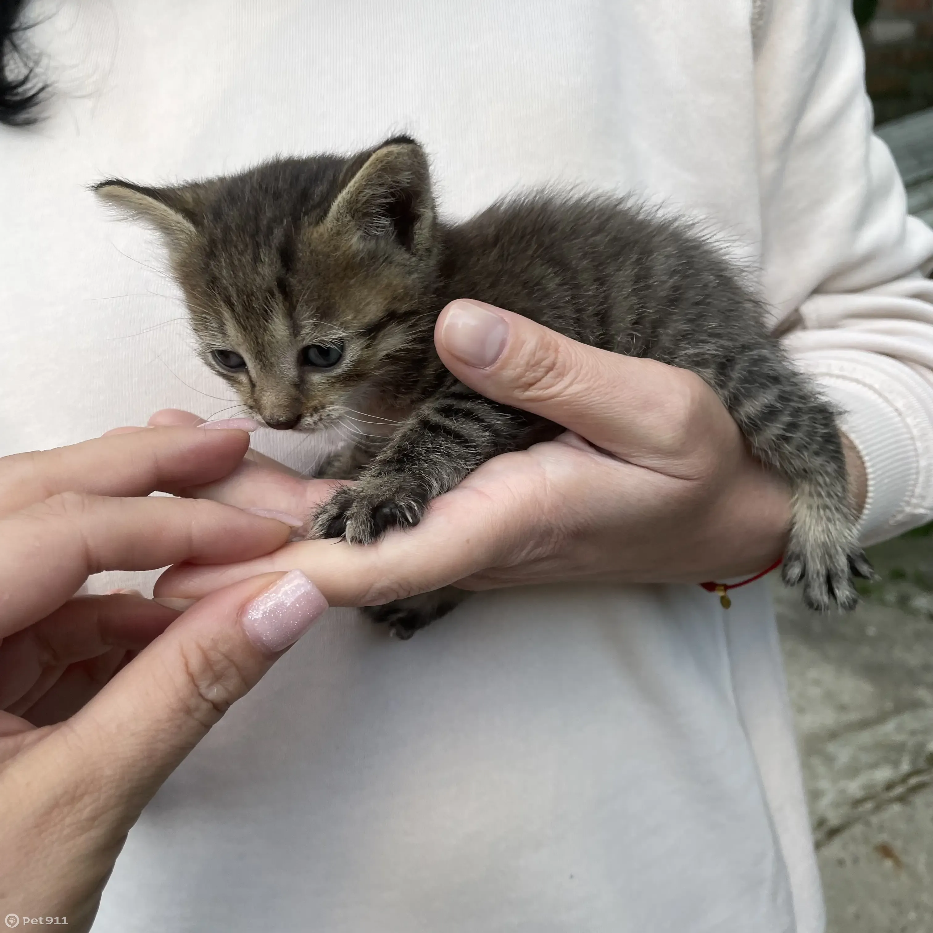 Кошка ищет дом, Людиново, пр. Машиностроителей | Pet911.ru