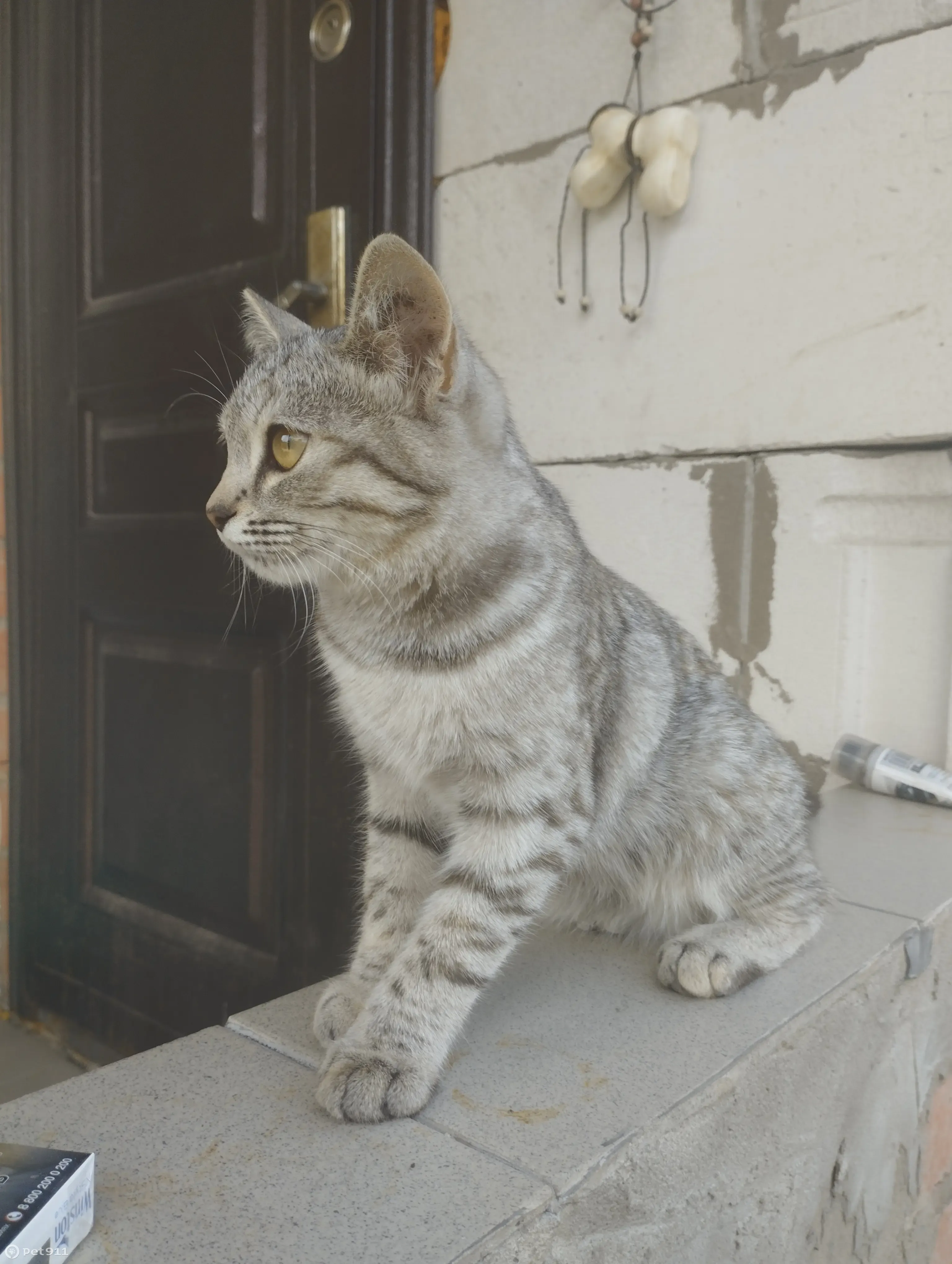 Кошка Котёнок найдена на ул. 1 Мая, 11, Бузулук | Pet911.ru