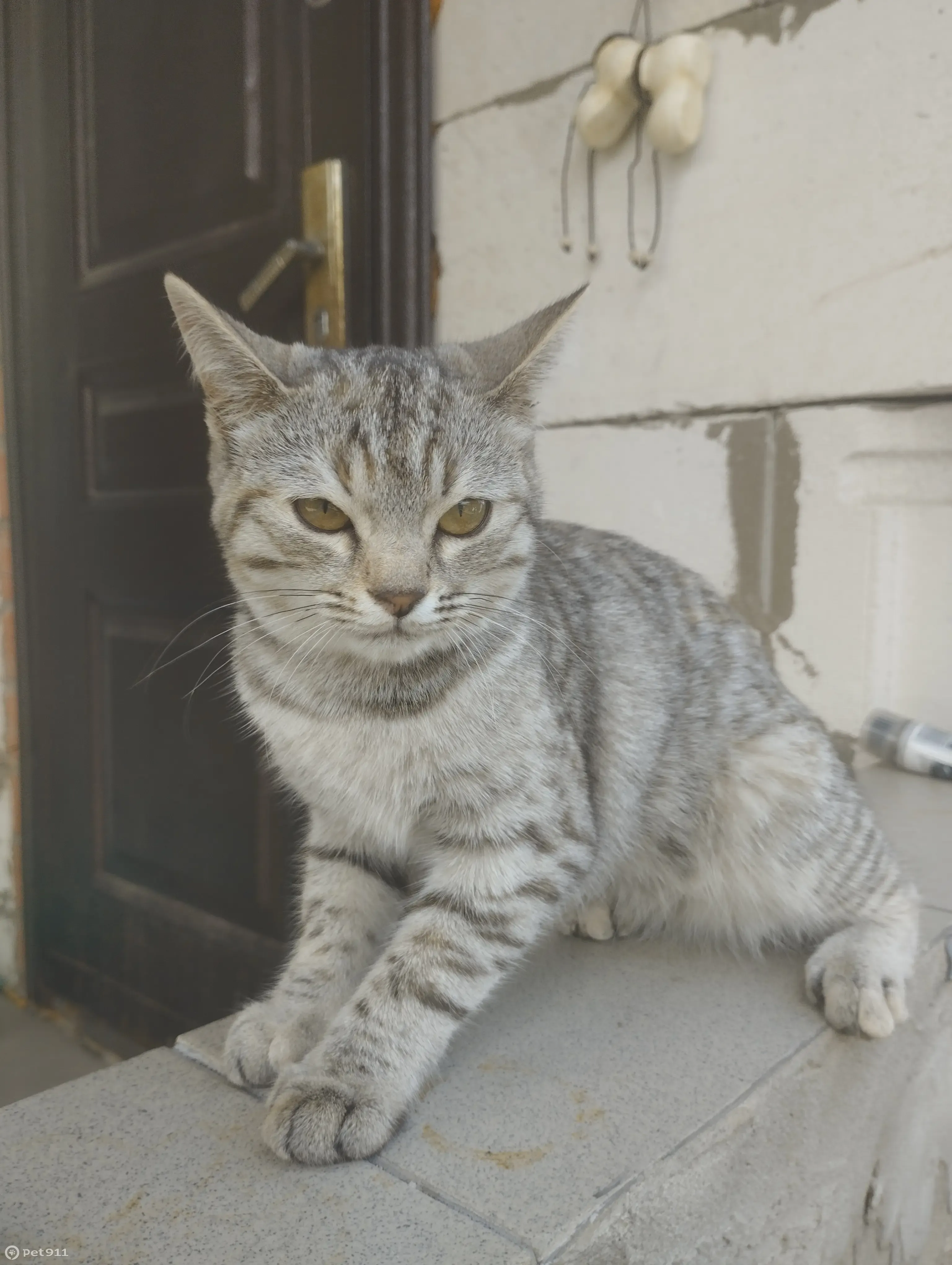 Кошка Котёнок найдена на ул. 1 Мая, 11, Бузулук | Pet911.ru