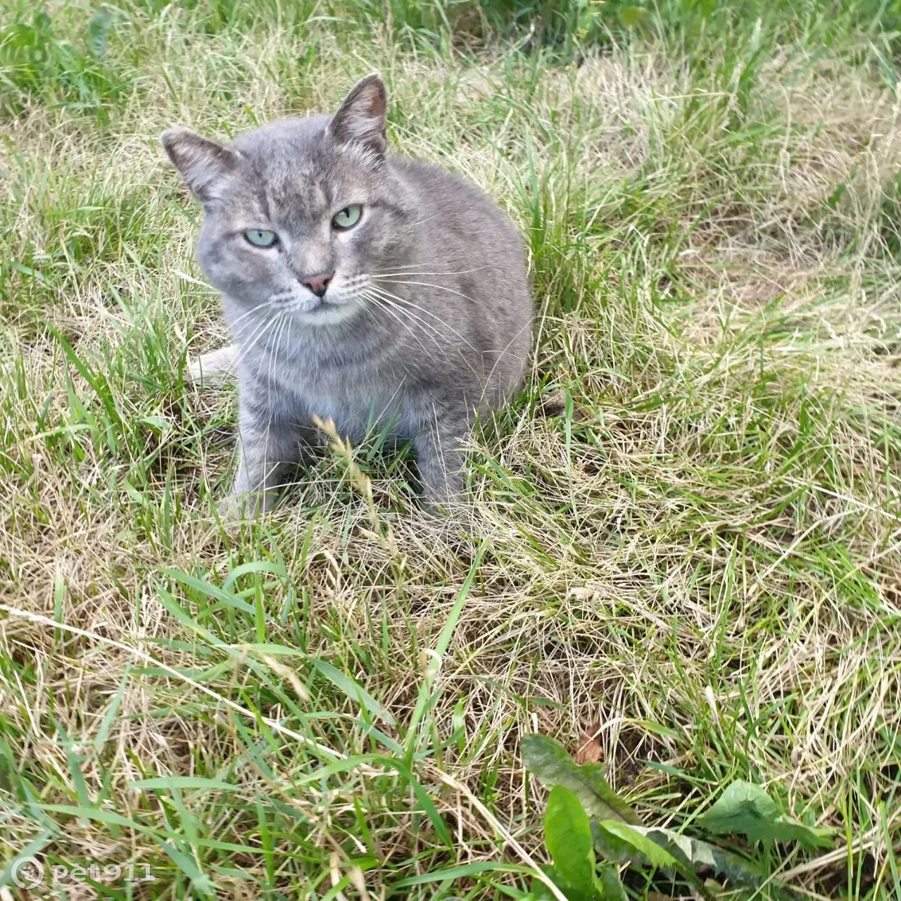 Найден серый кот с белой мордочкой, ул. Сыромолотова, 17 | Pet911.ru