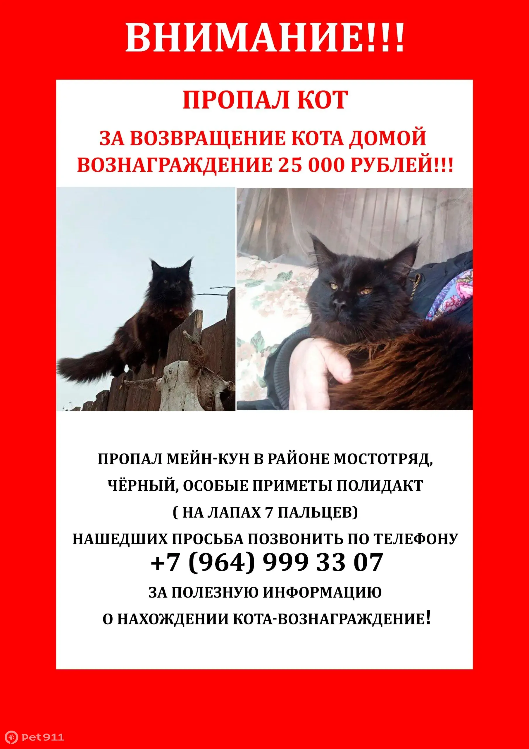 Пропал мейн-кун в Энгельсе, вознаграждение! | Pet911.ru