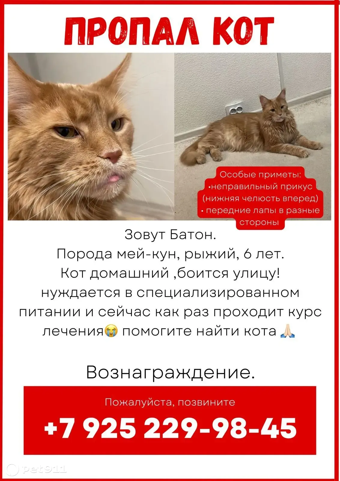 Пропал рыжий кот Батон в снт Опушка | Pet911.ru