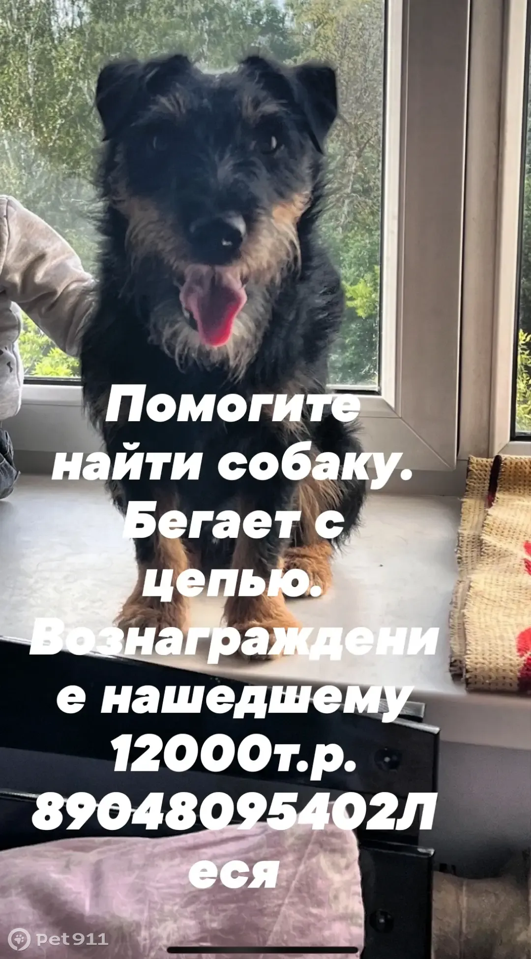 Пропала собака, Чита, ул. Надеждина, 10, Магнитогорск | Pet911.ru