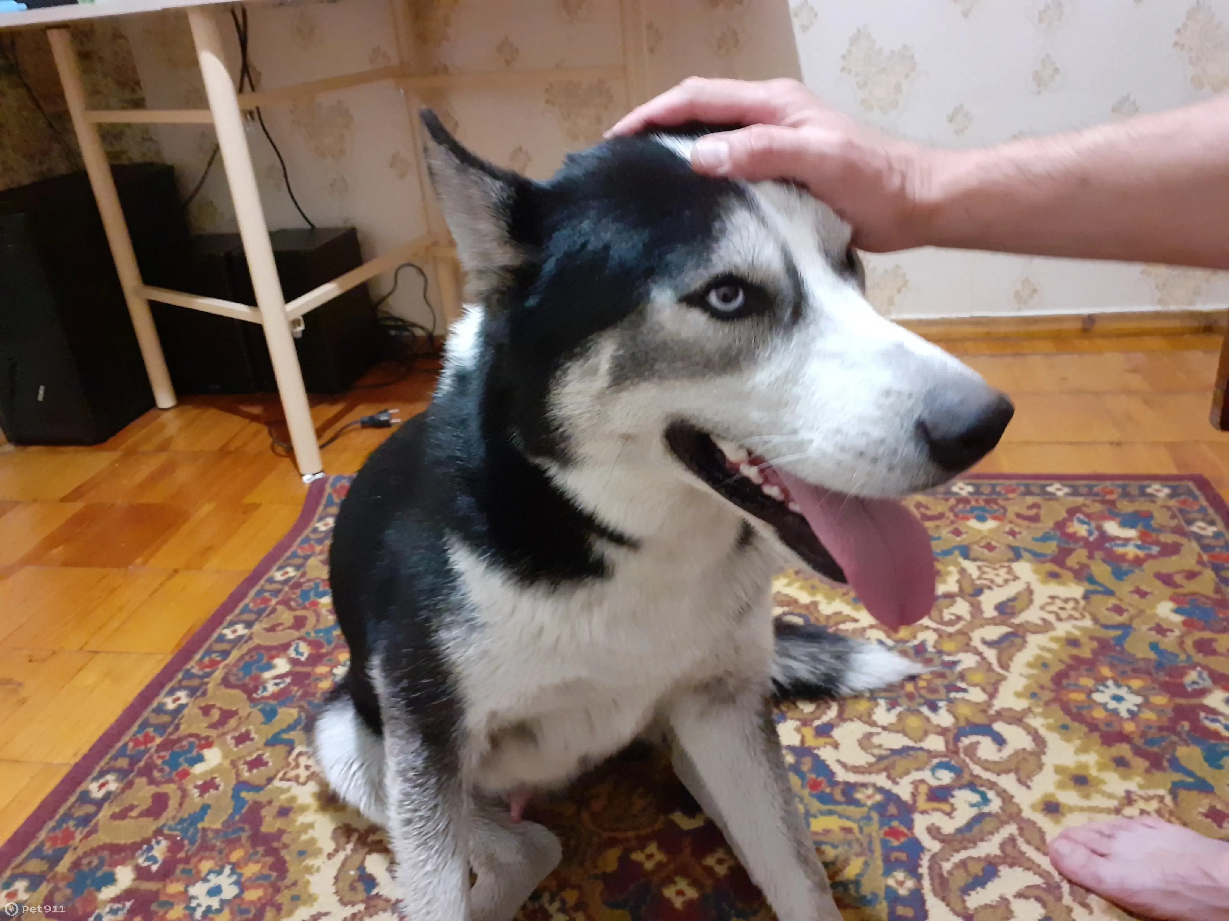 Найдена собака Хаски, ищем хозяина! | Pet911.ru