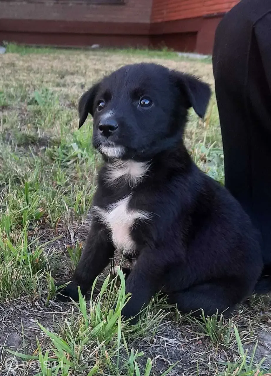 Найден малыш-собака в Тевризе, Омская область | Pet911.ru