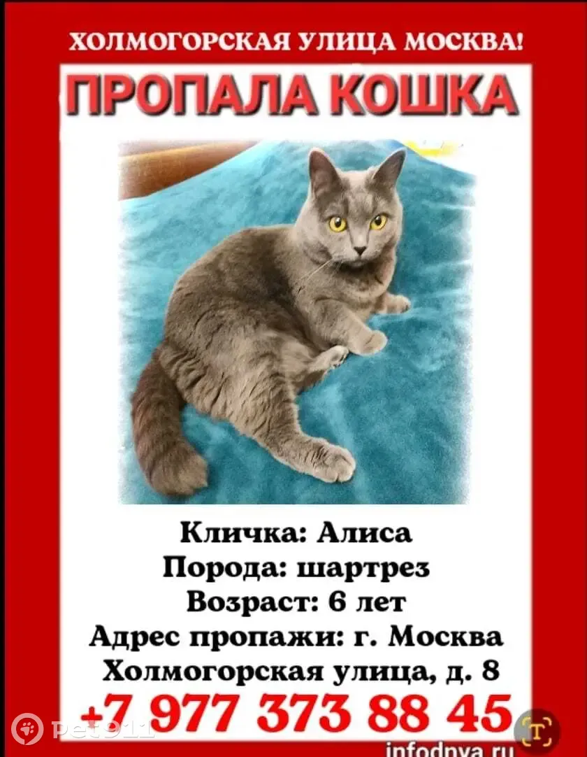 Пропала кошка, Москва, Холмогорская улица, дом 8 | Pet911.ru