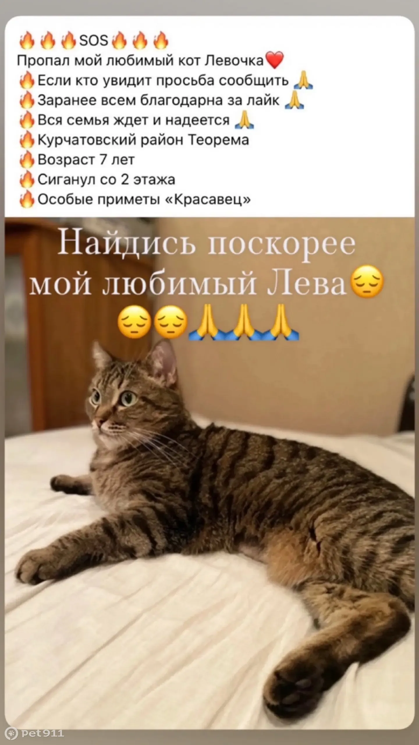 Пропал кот, Челябинск, Ворошилова 31-а | Pet911.ru