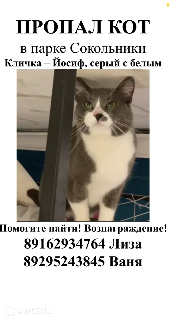 Пропала кошка Кот Йосик, Сокольники, Москва | Pet911.ru