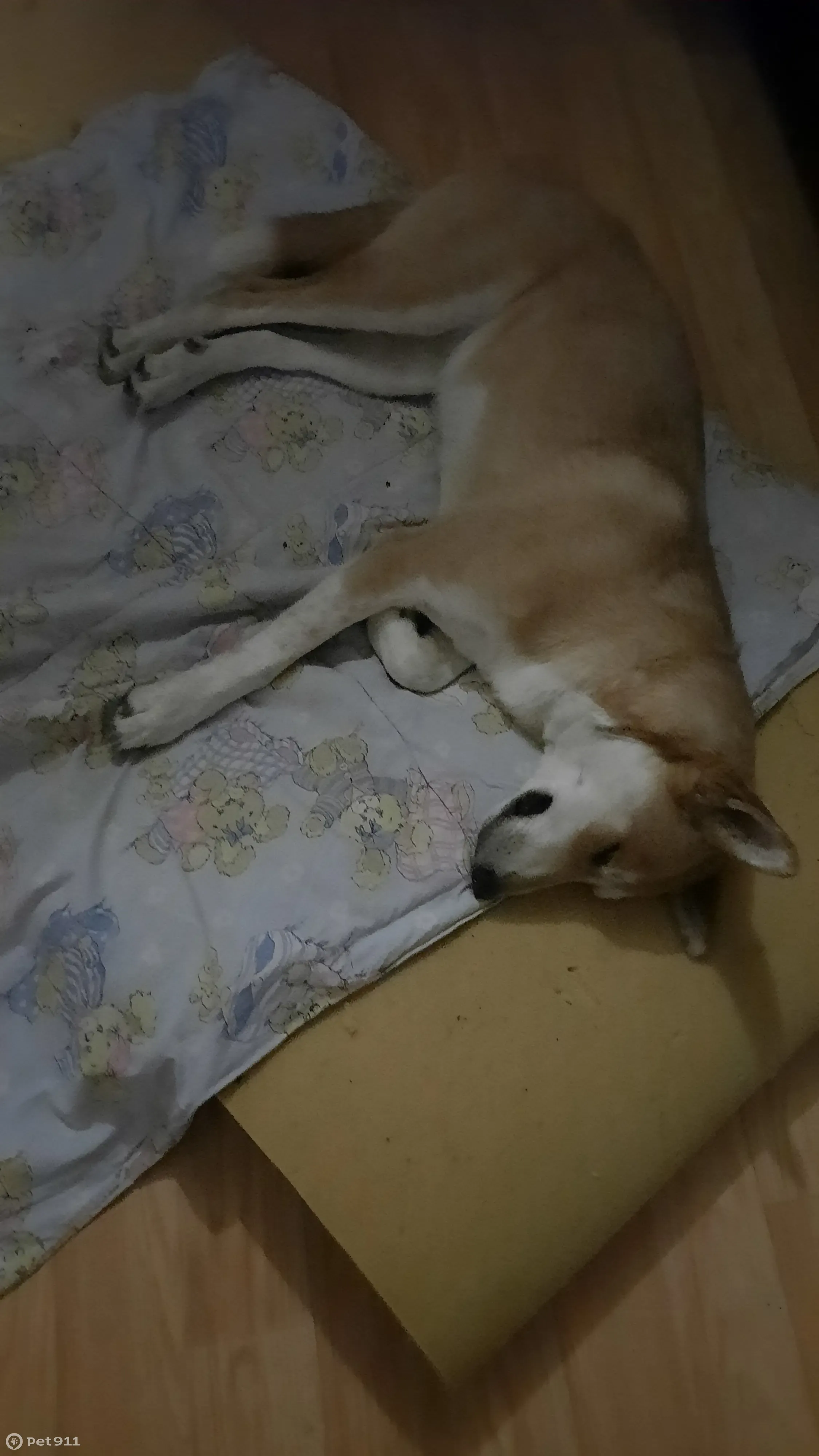 Найдена собака похожая на лису, Уфа, Уфимское шоссе, 27/3 - photo