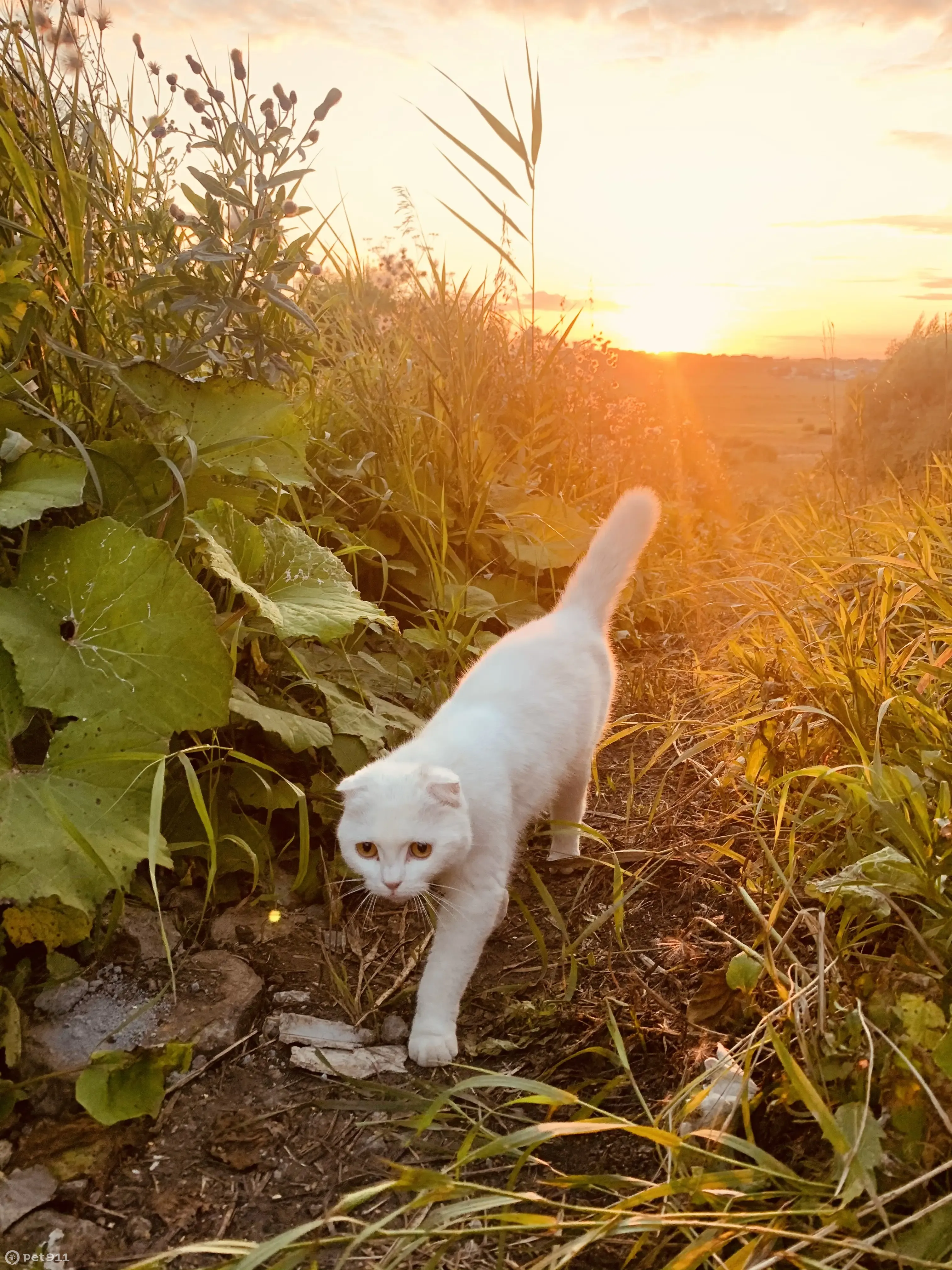 Пропала вислоухая белая кошка на Тенистой улице, Шадринск | Pet911.ru