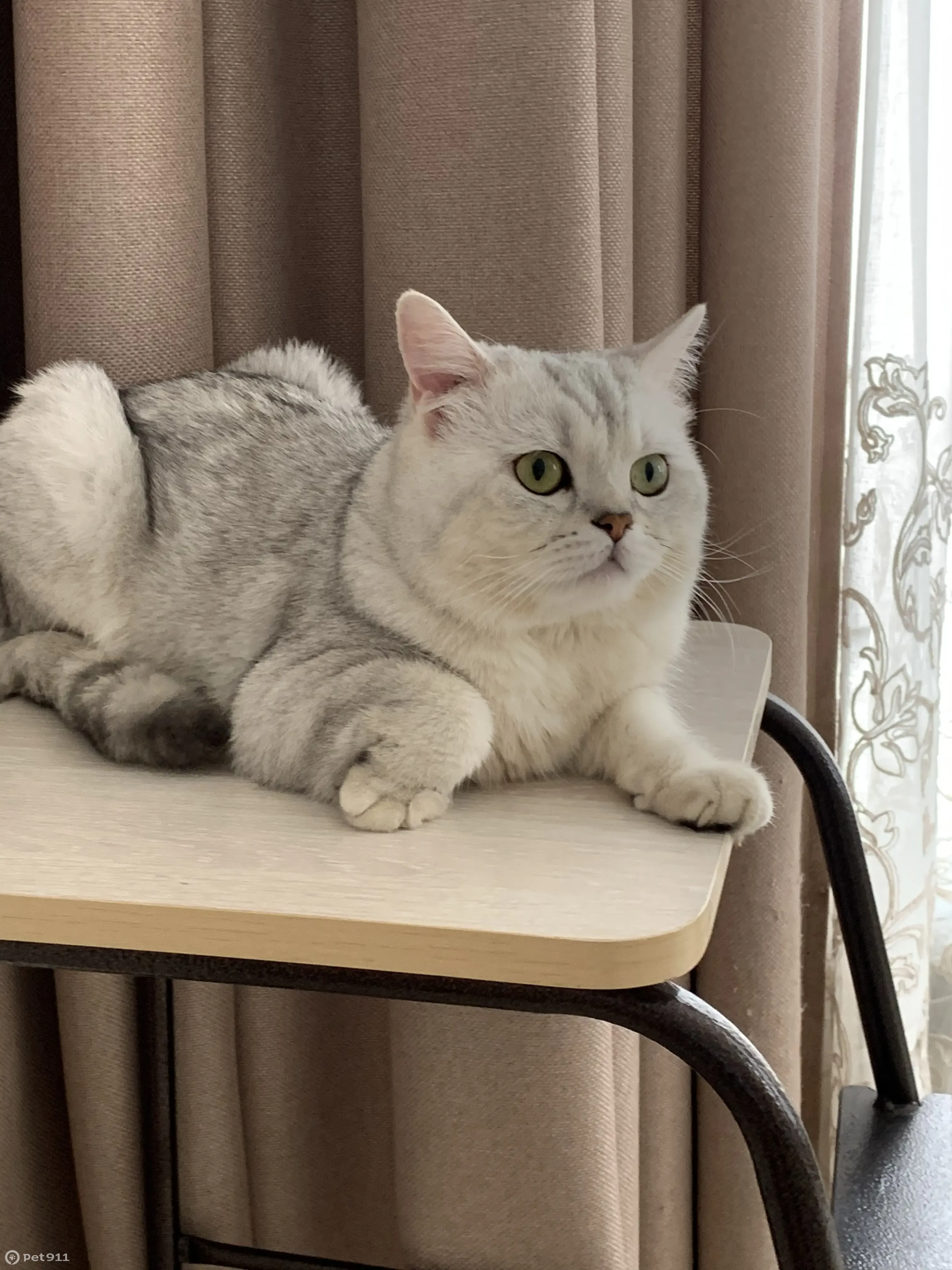 Пропала кошка Британец, белый окрас, ул. Чапаева, 42 | Pet911.ru