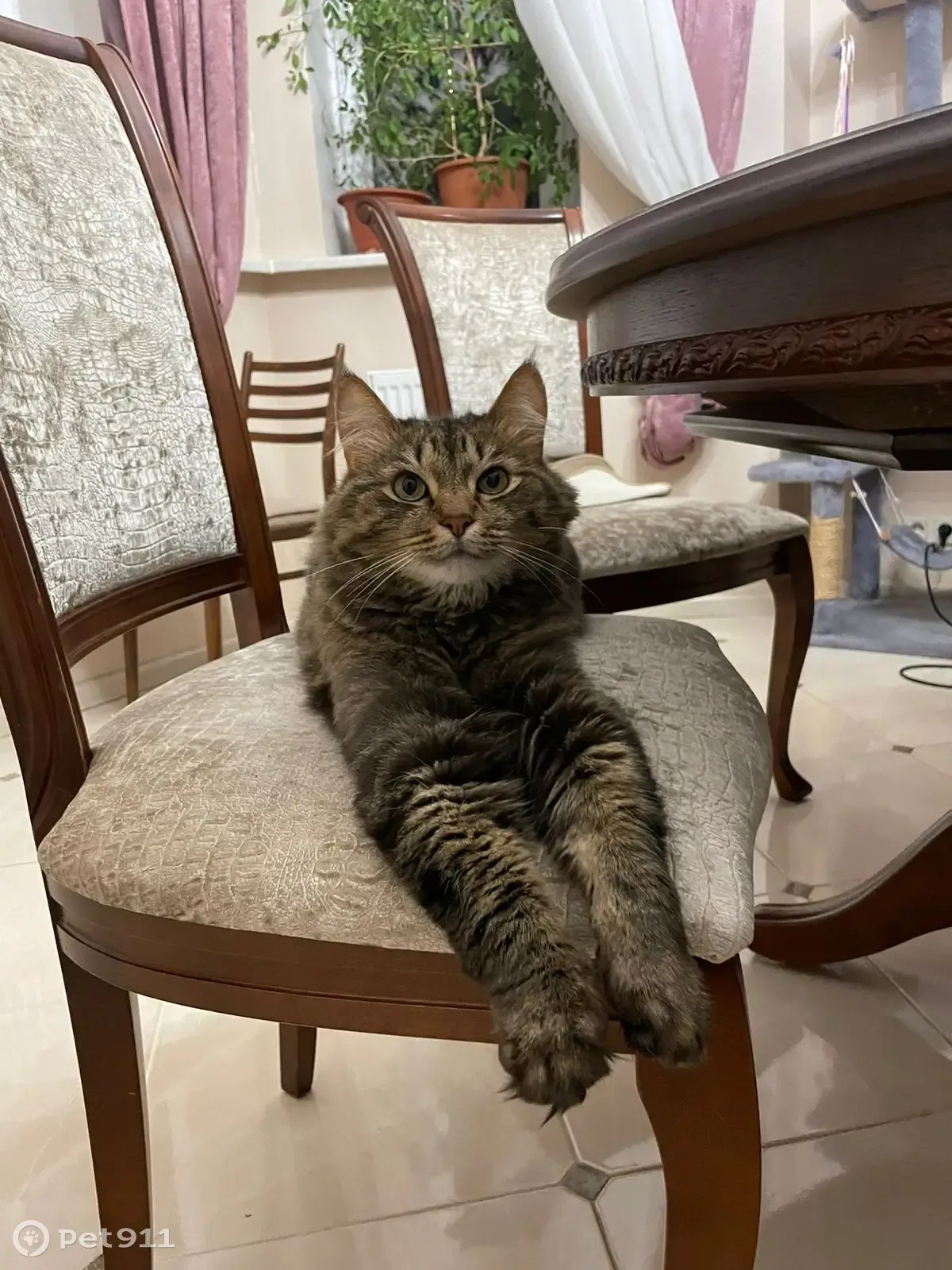 Пропала кошка на Морской ул., Электросталь - photo