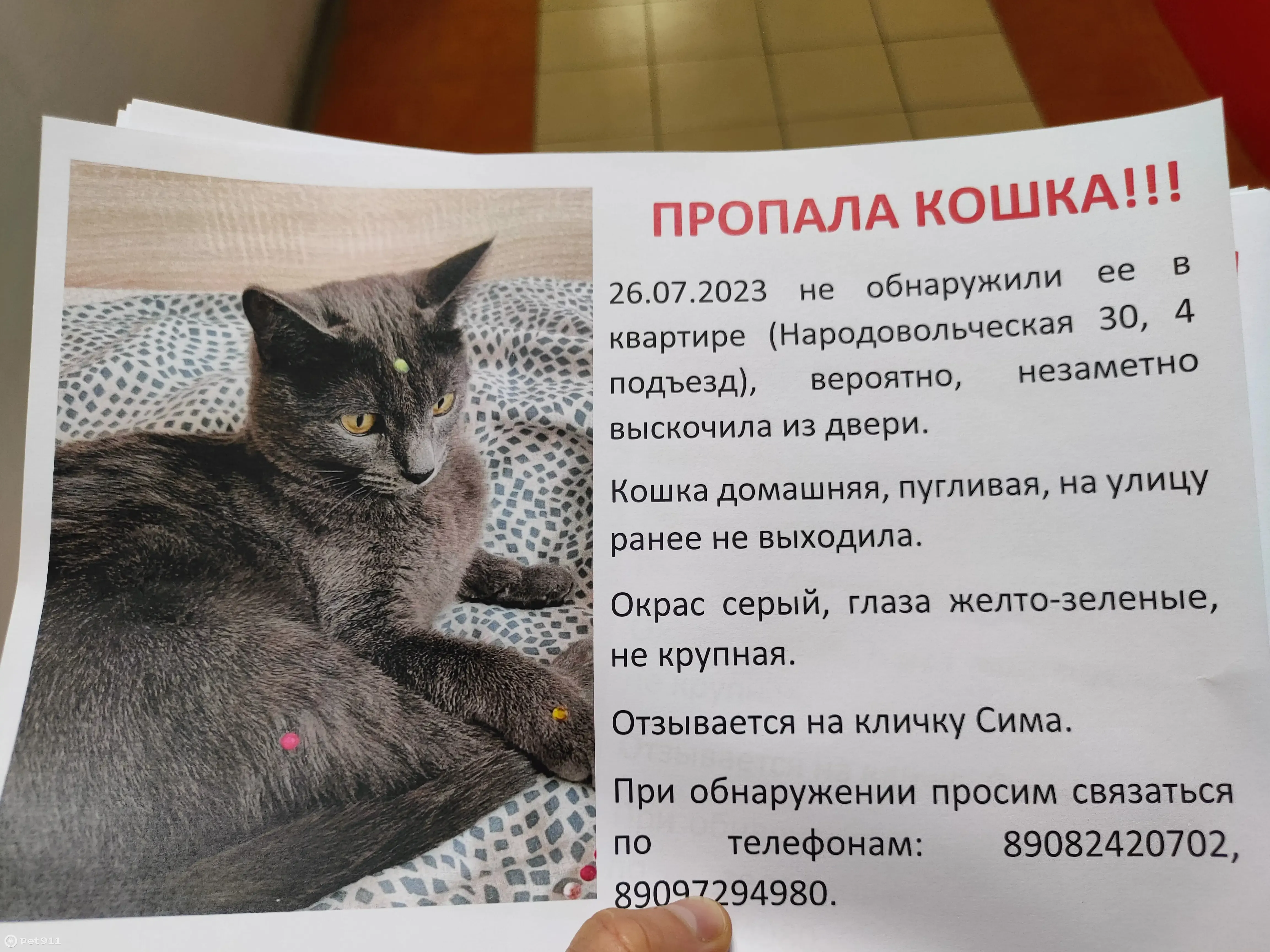 Пропала серая кошка в Перми, Народовольческая 30 | Pet911.ru