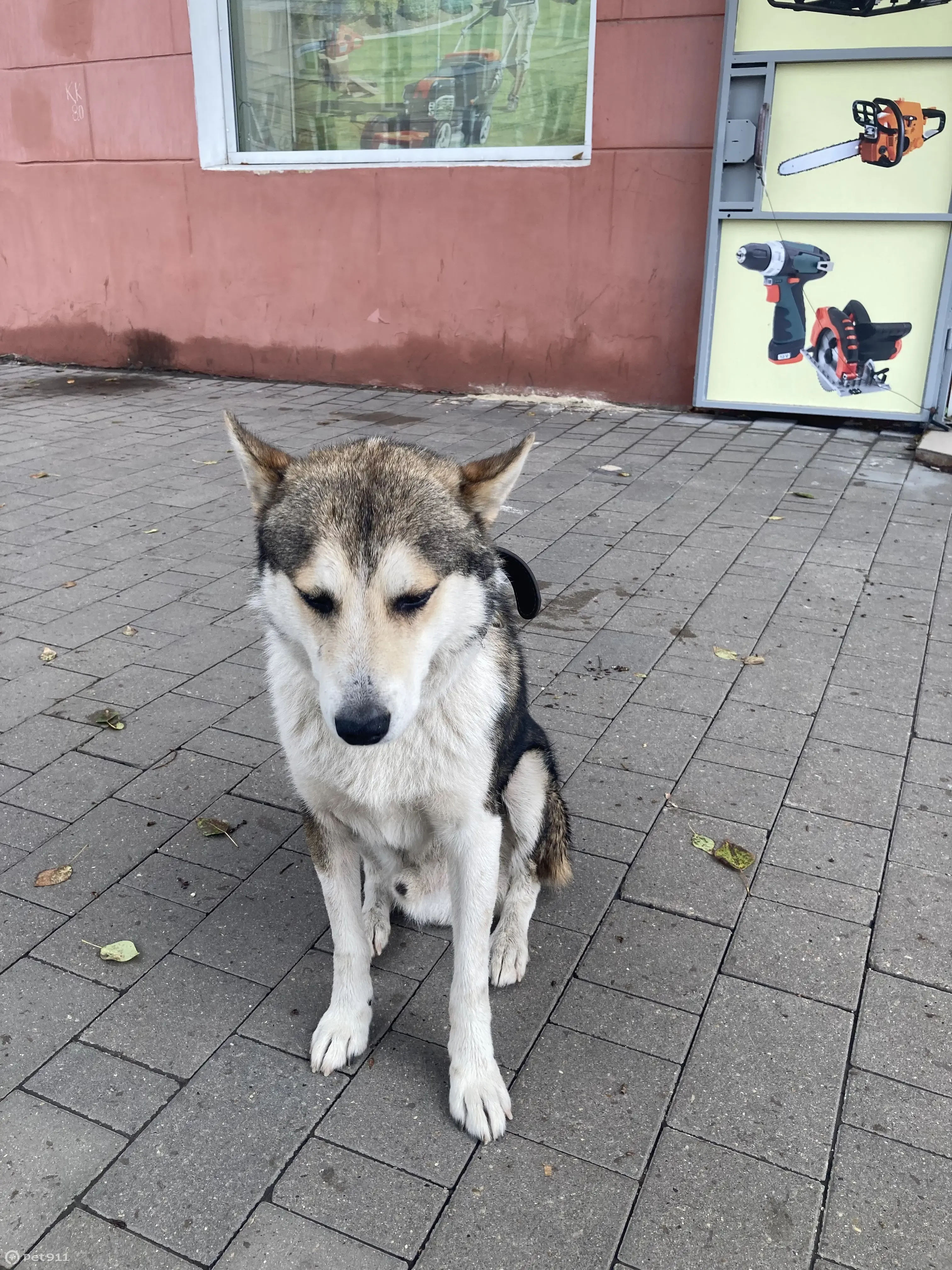 Найдена собака на остановке Чаплыгина, ул. Металлургов, 24, Тула | Pet911.ru