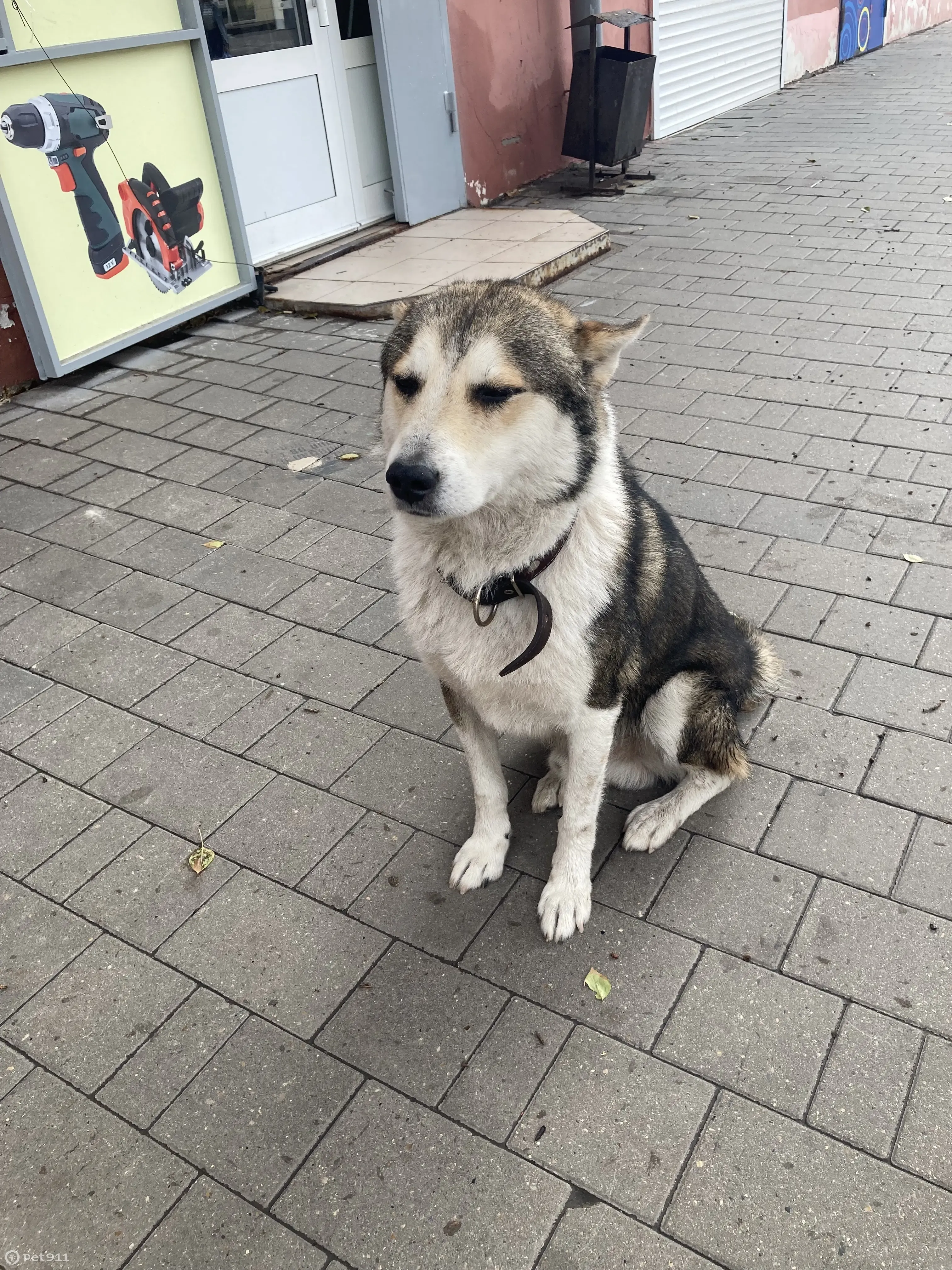 Найдена собака на остановке Чаплыгина, ул. Металлургов, 24, Тула | Pet911.ru