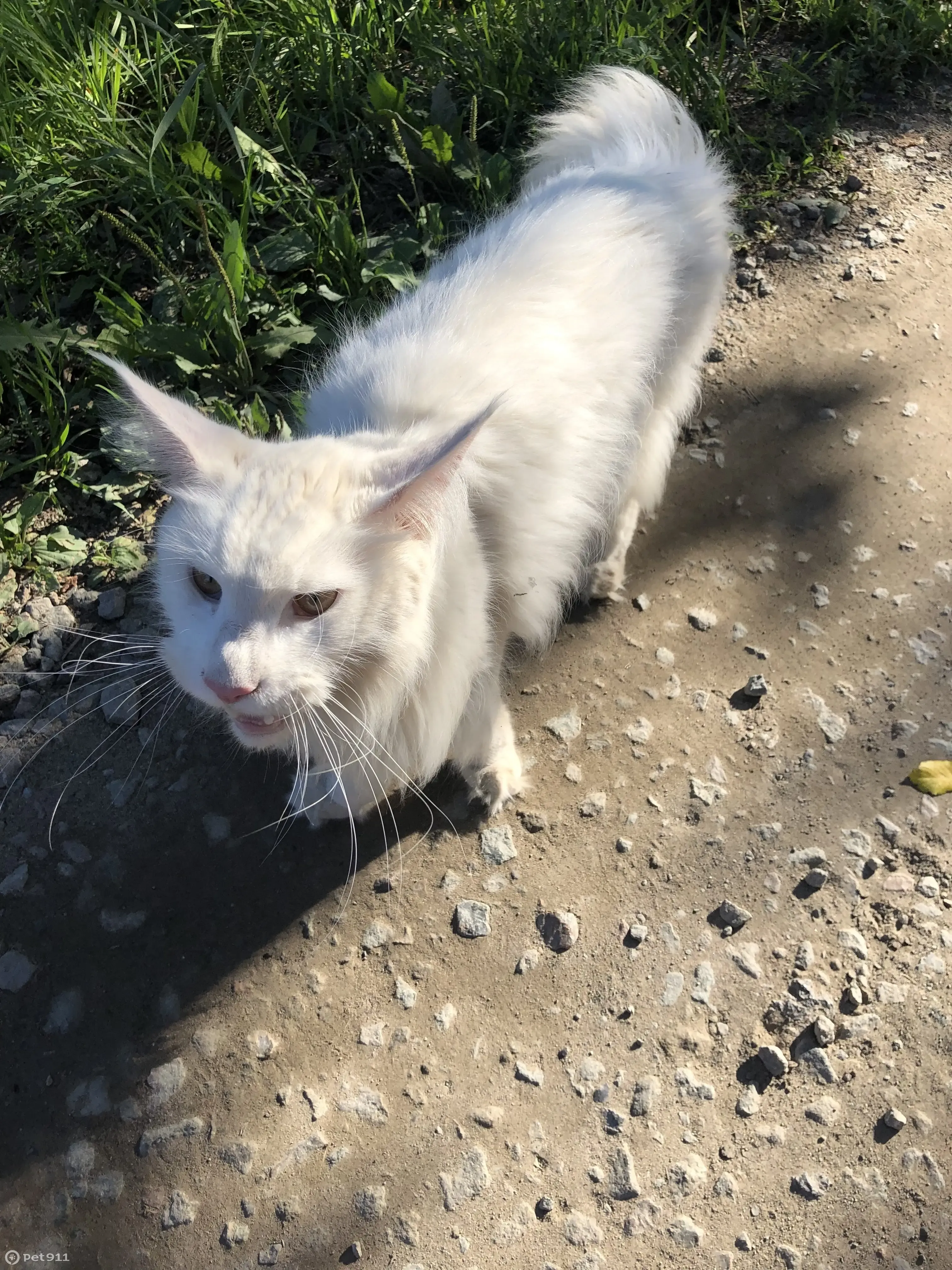 Найдена кошка Мейн кун на Малахитовой улице, 18 - photo
