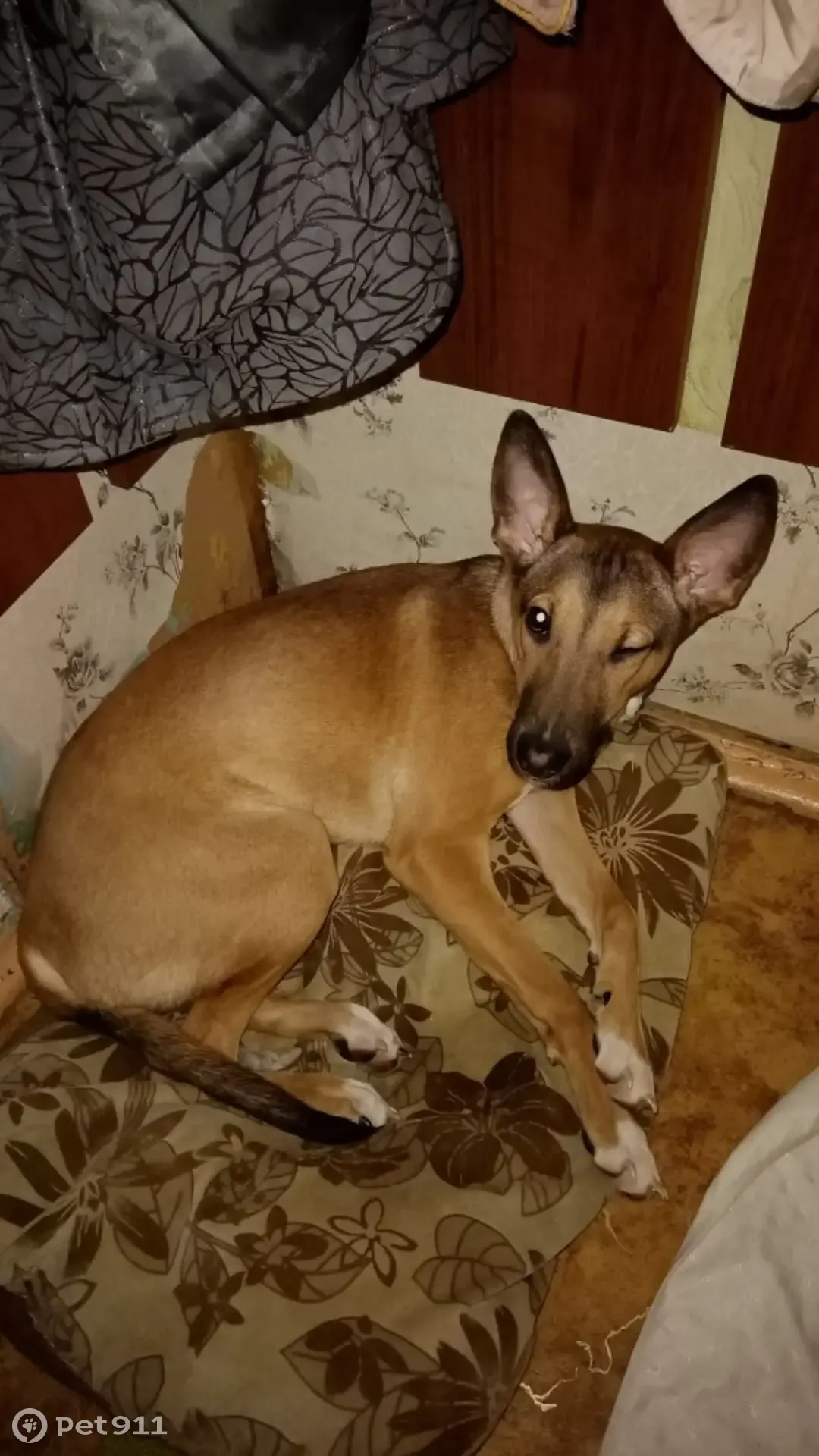 Пропала собака, Уральская ул., 25, Москва - photo