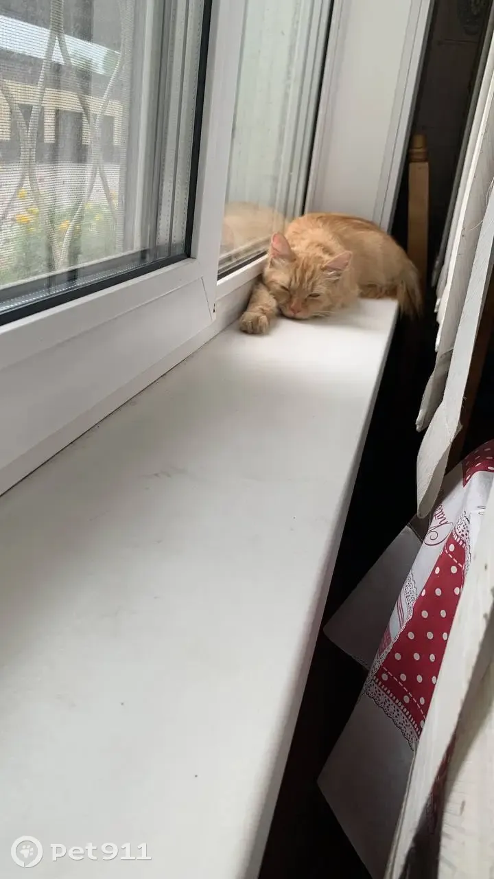 Найден рыжий котик, ищем хозяина. Адрес: Ленинградская ул., 35, Бийск - photo