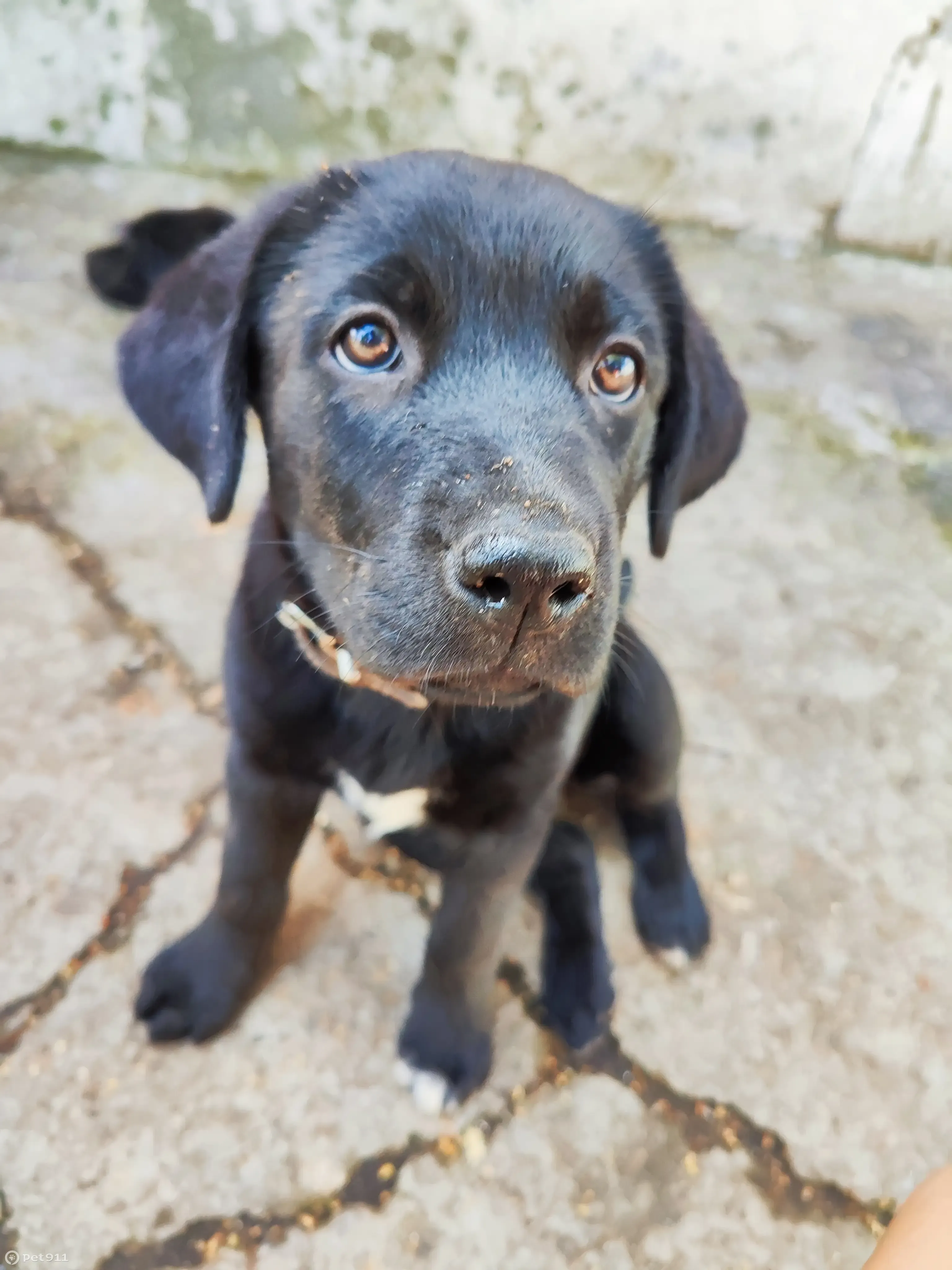 Собака найдена на помойке в Кириллово, Башкортостан | Pet911.ru