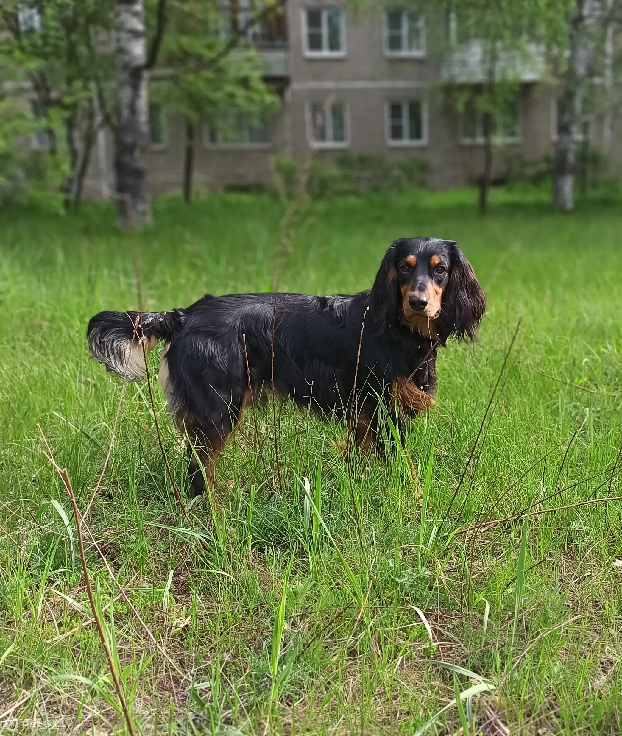 Пропал русский спаниель в Дзержинске, Нижегородская область | Pet911.ru