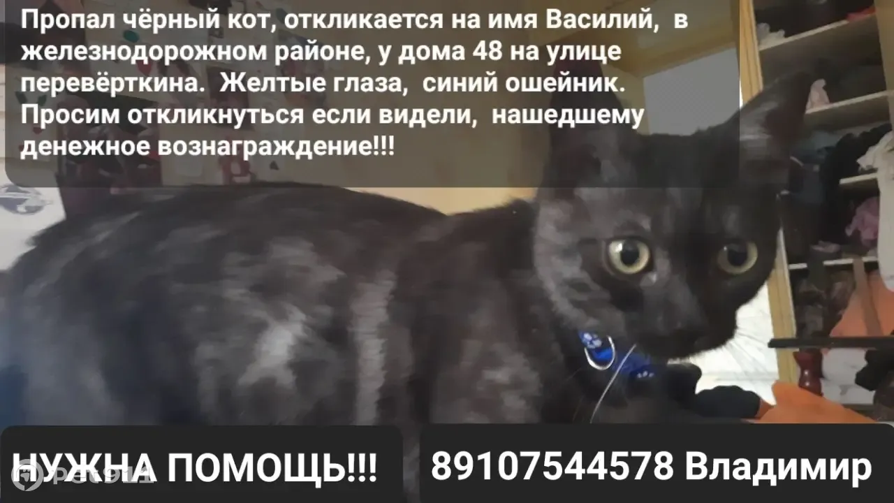 Пропала кошка на ул. Перевёрткина, 48, Воронеж | Pet911.ru