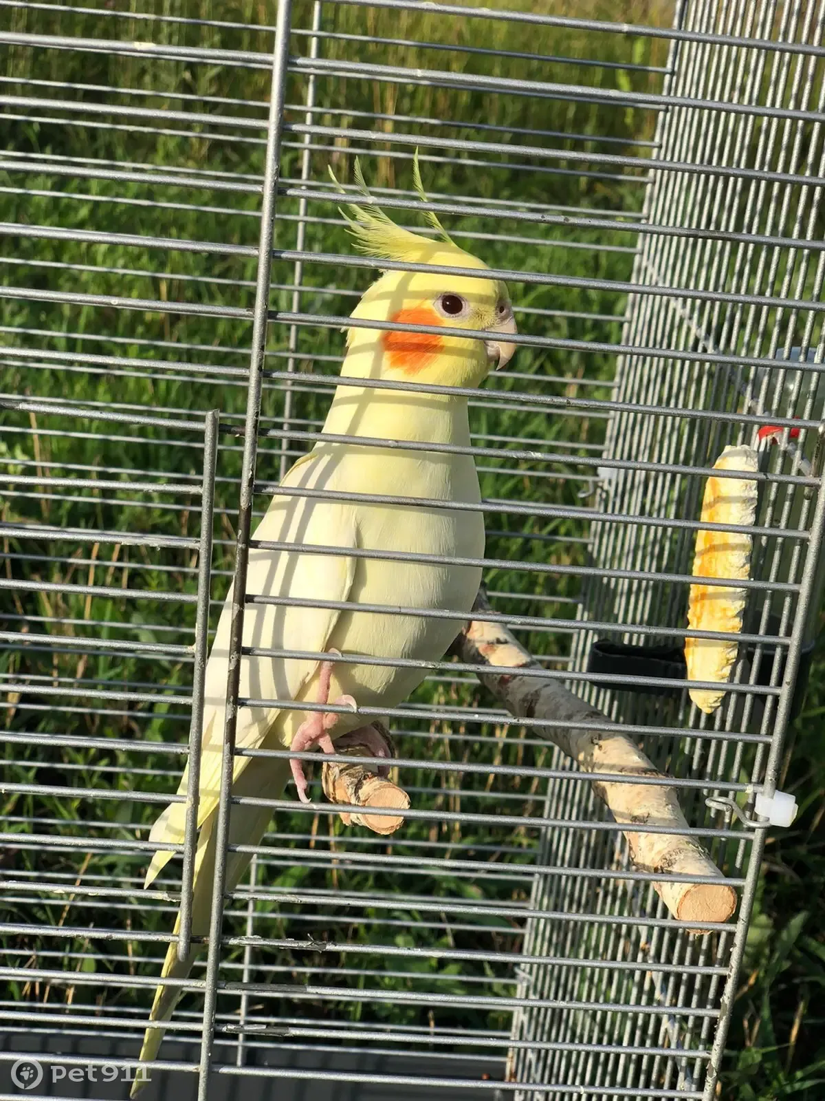 Пропала птица Корелла в жёлтом окрасе в Нискасах, Чувашия - photo