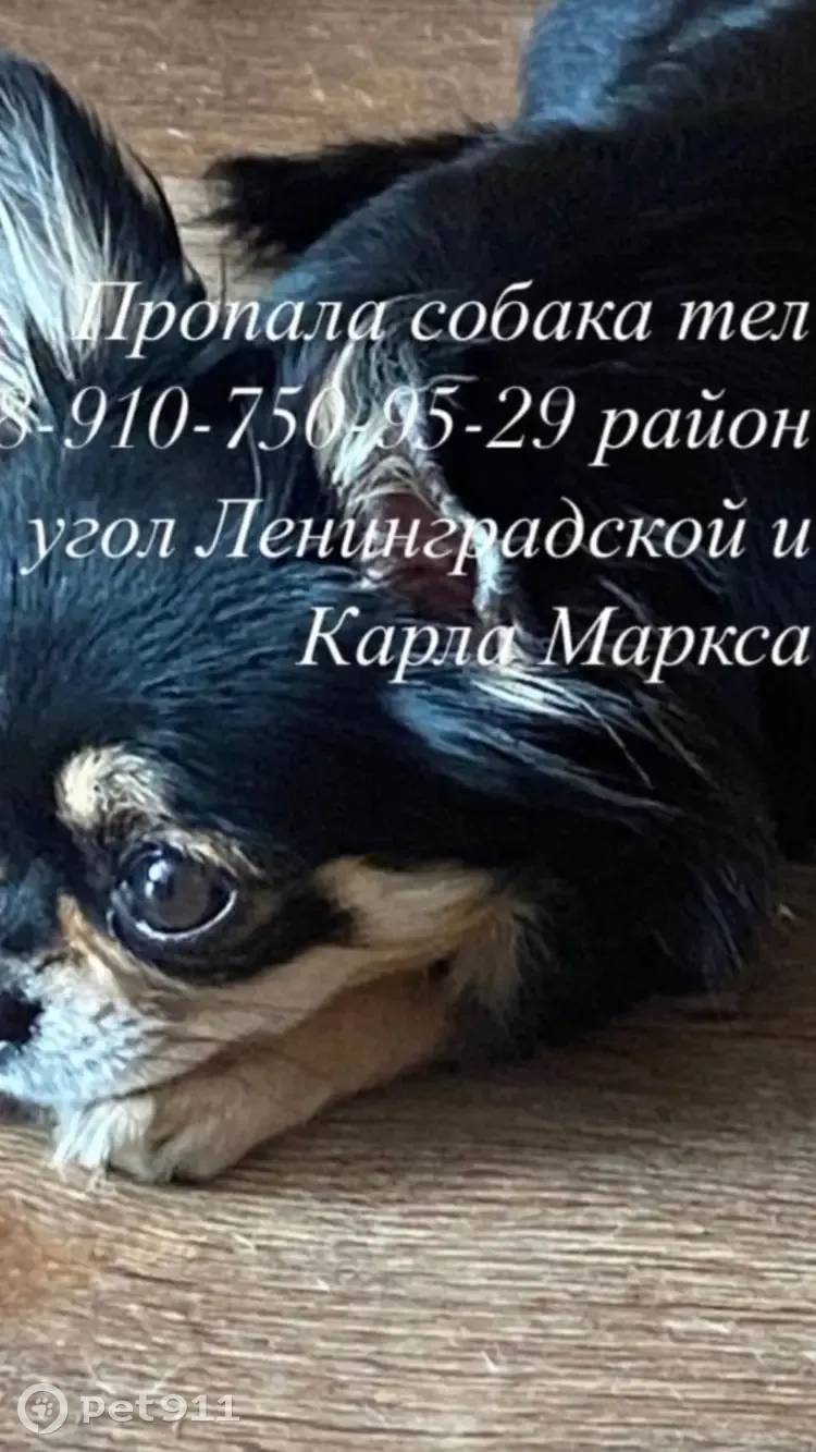 Пропала собака Чихуахуа, Ленинградская улица, 35, Тамбов | Pet911.ru