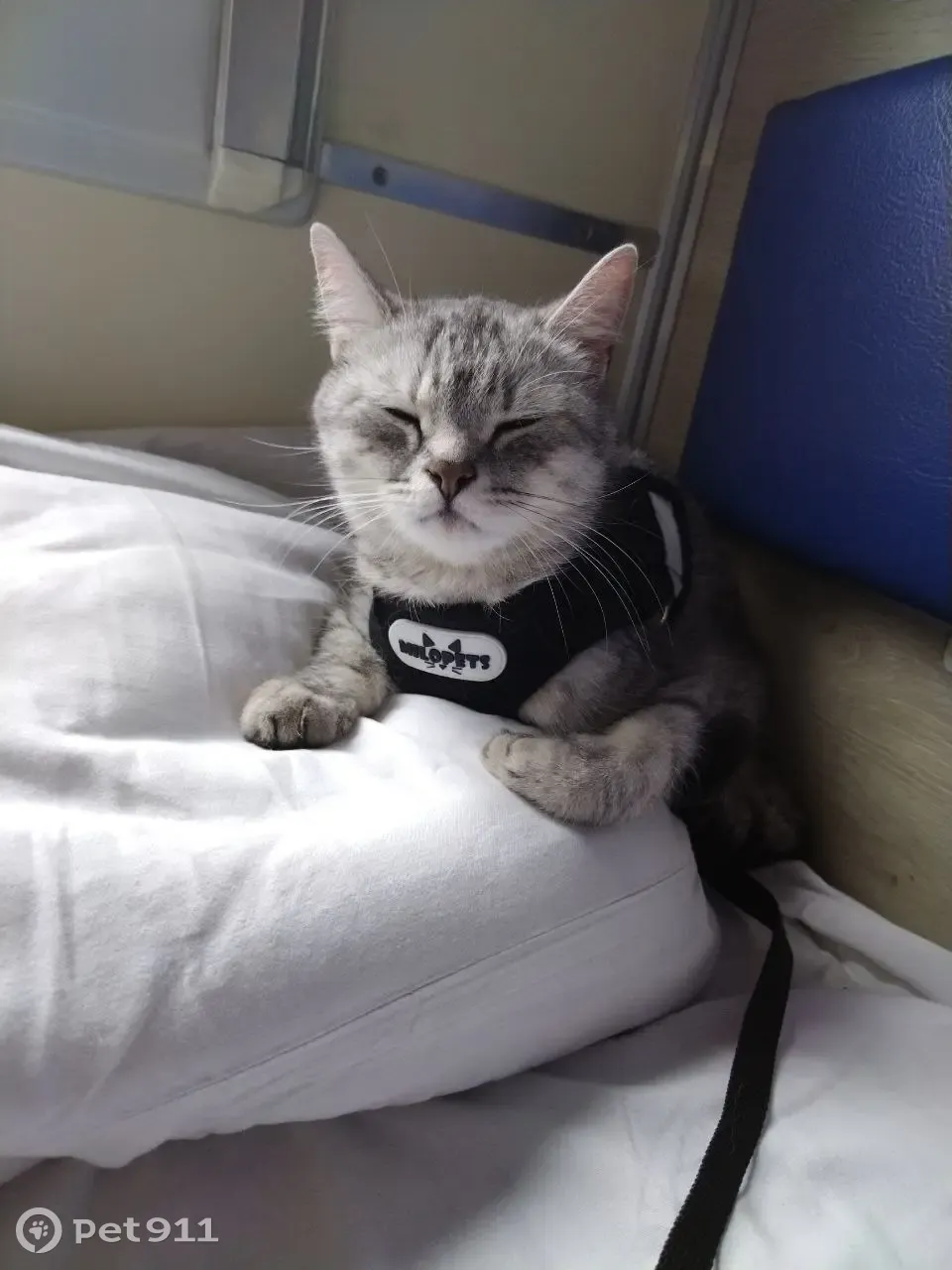 Пропала кошка на Дачном проспекте, СПб - photo