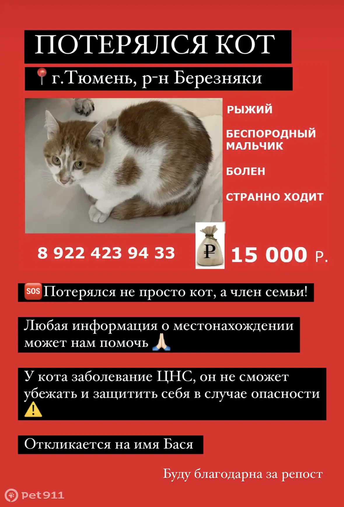 Пропал рыжий кот в Тюмени, проблемы со здоровьем | Pet911.ru