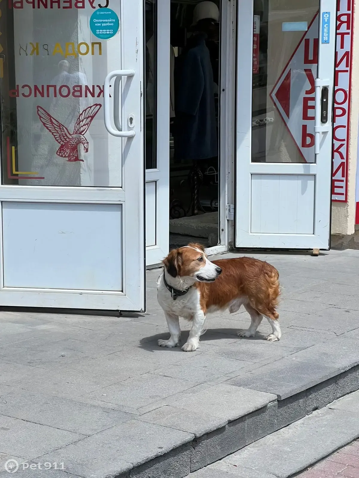 Найдена собака возле галереи в парке Цветник, пр. Кирова, 18, Пятигорск |  Pet911.ru