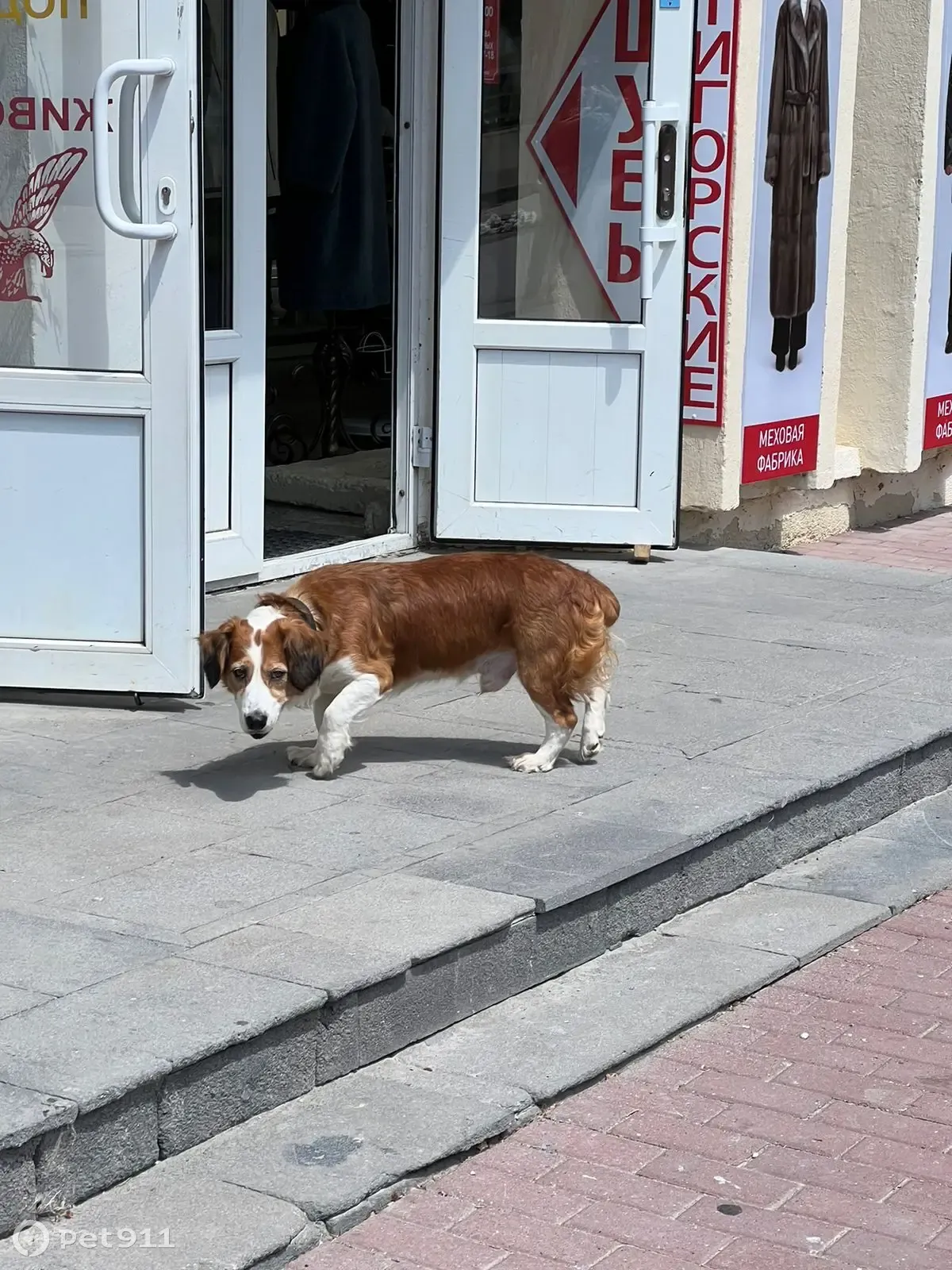 Найдена собака возле галереи в парке Цветник, пр. Кирова, 18, Пятигорск |  Pet911.ru