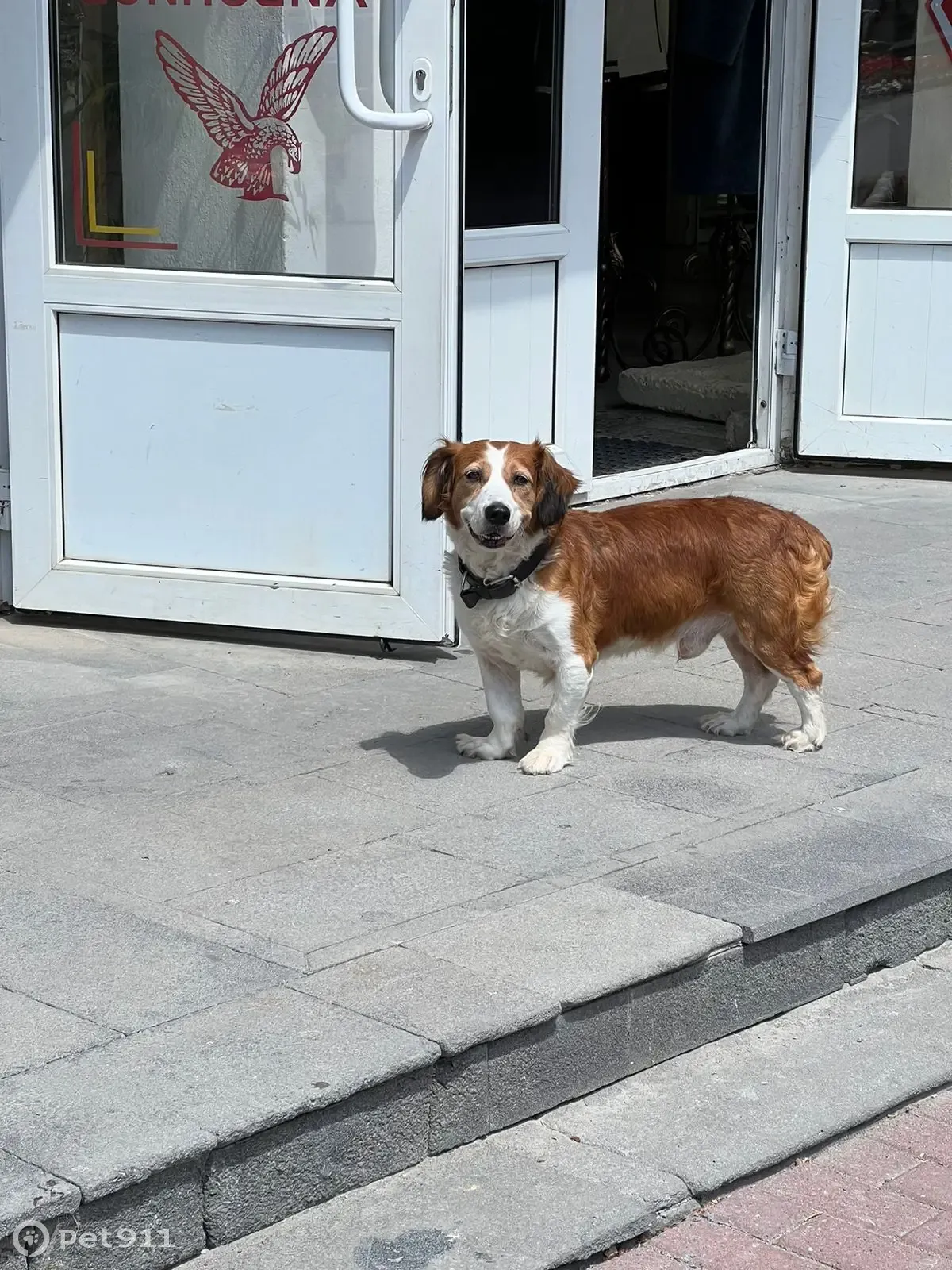 Найдена собака возле галереи в парке Цветник, пр. Кирова, 18, Пятигорск |  Pet911.ru