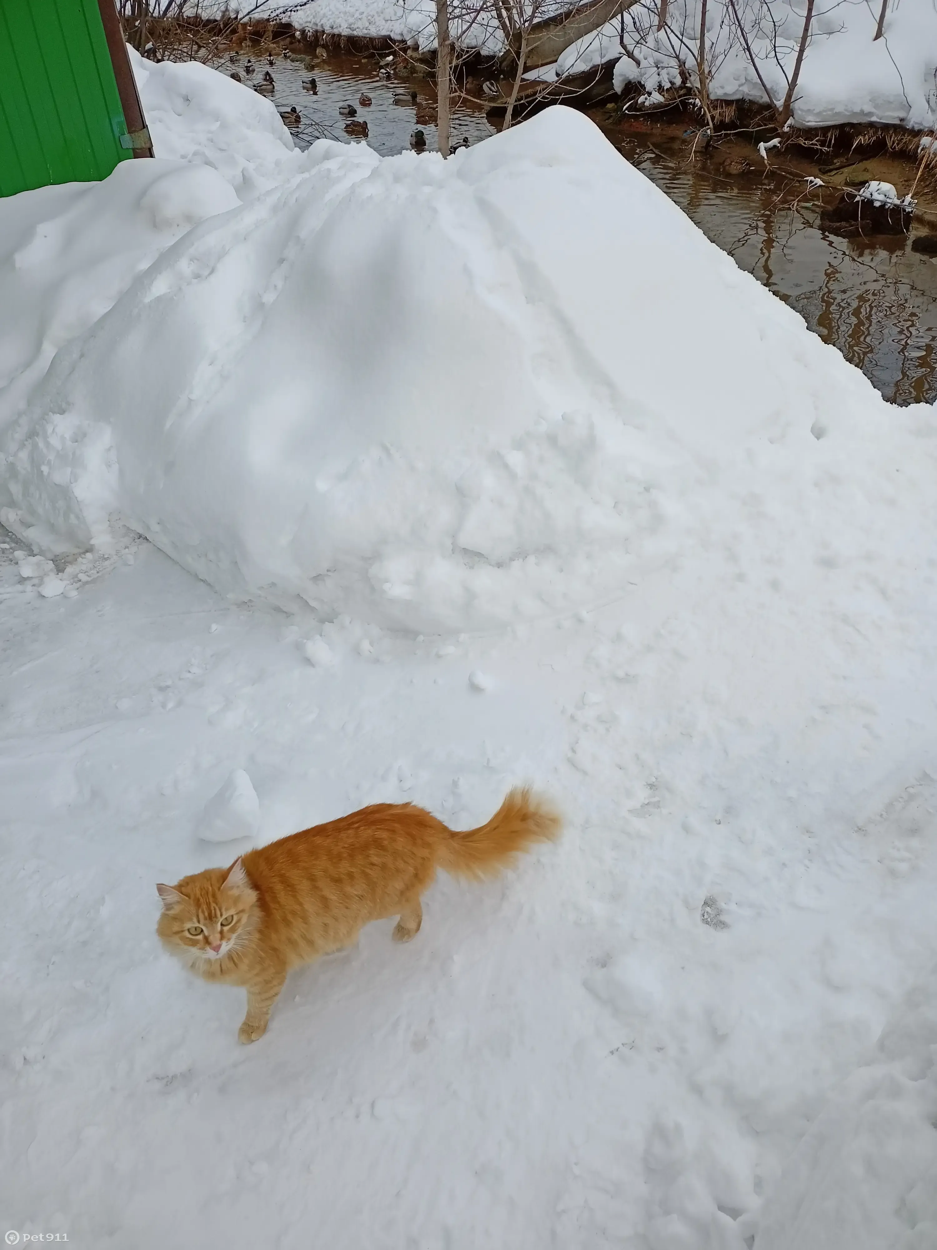 Пропала рыжая кошка, 2 года, ул. Центрально-Мариупольская, 141, Казань |  Pet911.ru