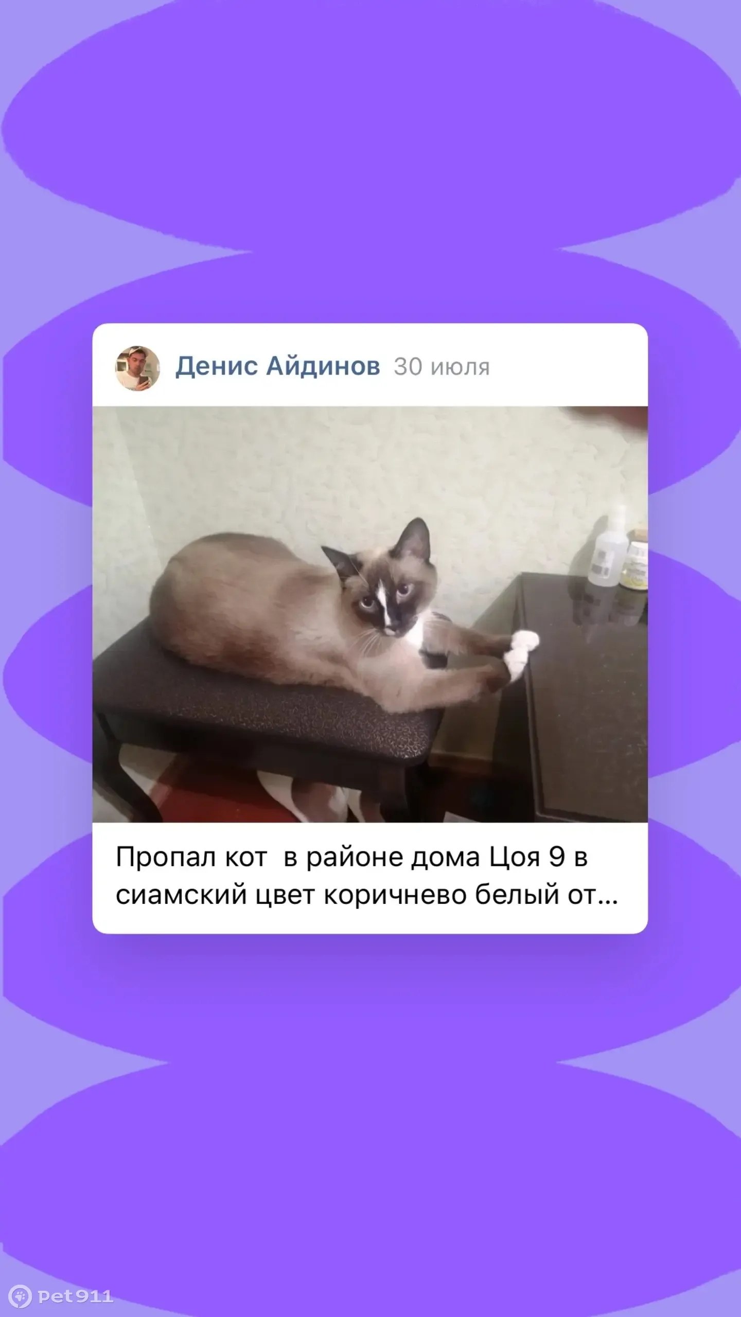 Пропала кошка, помогите найти! Ул. Виктора Цоя, 9В, Ноябрьск | Pet911.ru