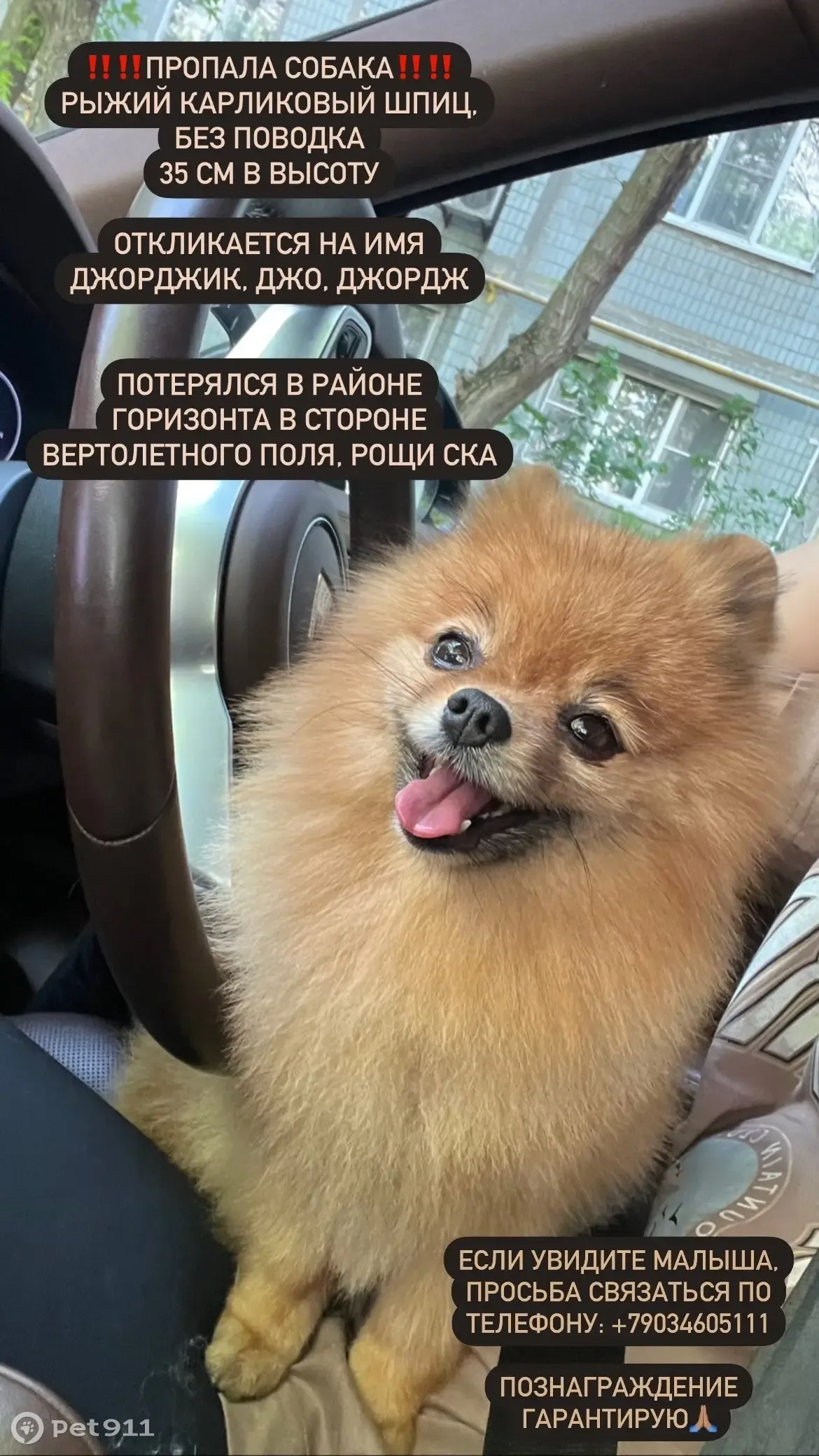 Пропала собака. 2-я Краснодонская улица, 78, Ростов-на-Дону | Pet911.ru