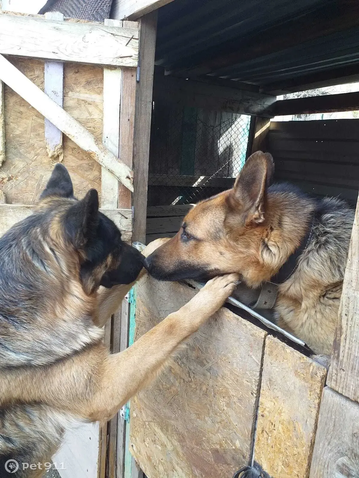 Собака Ральф ищет дом и переучивание, ул. Шевченко, 52А, Барнаул | Pet911.ru