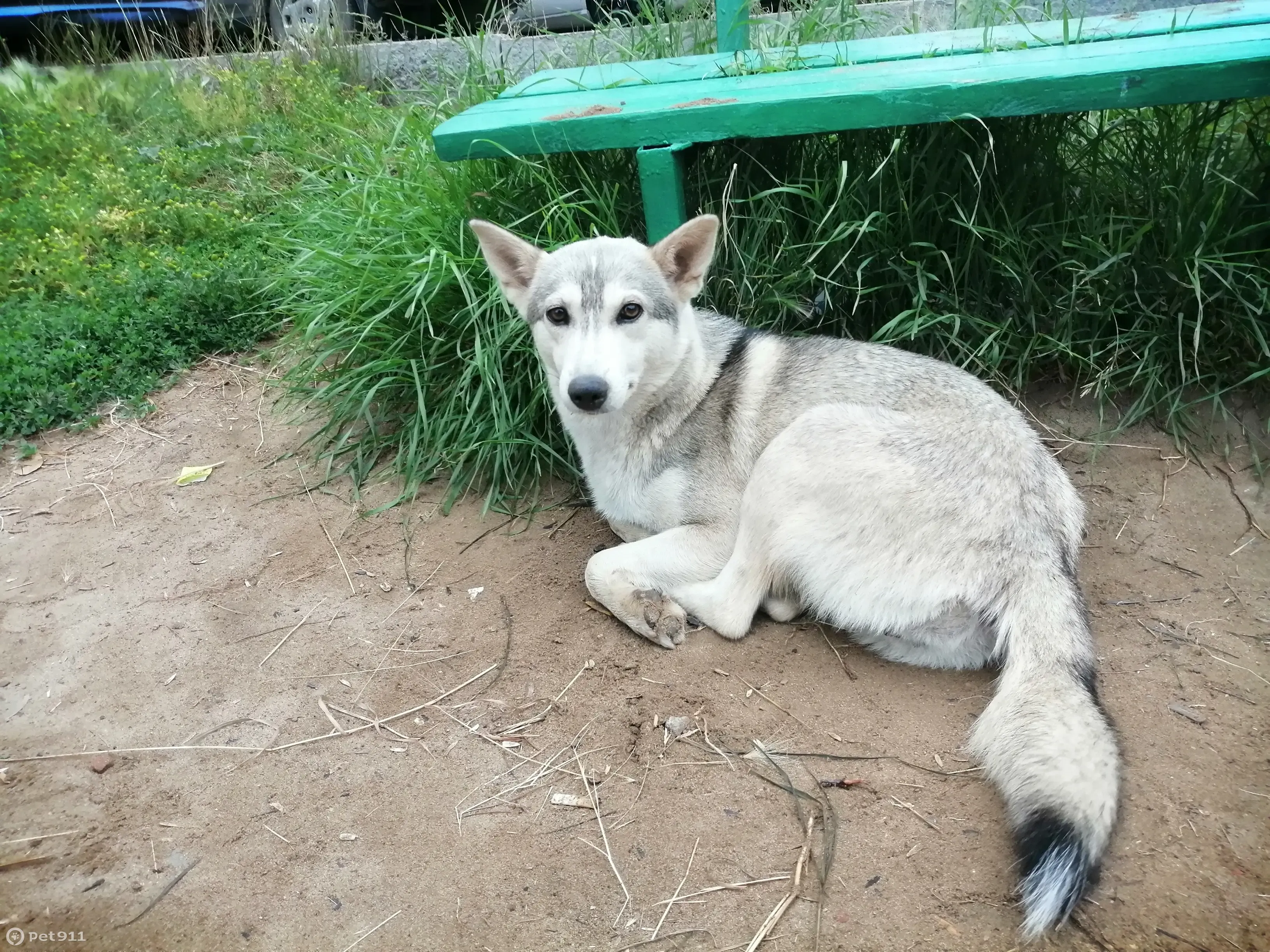 Собака на детской площадке, Ядринцева 10, Иркутск | Pet911.ru