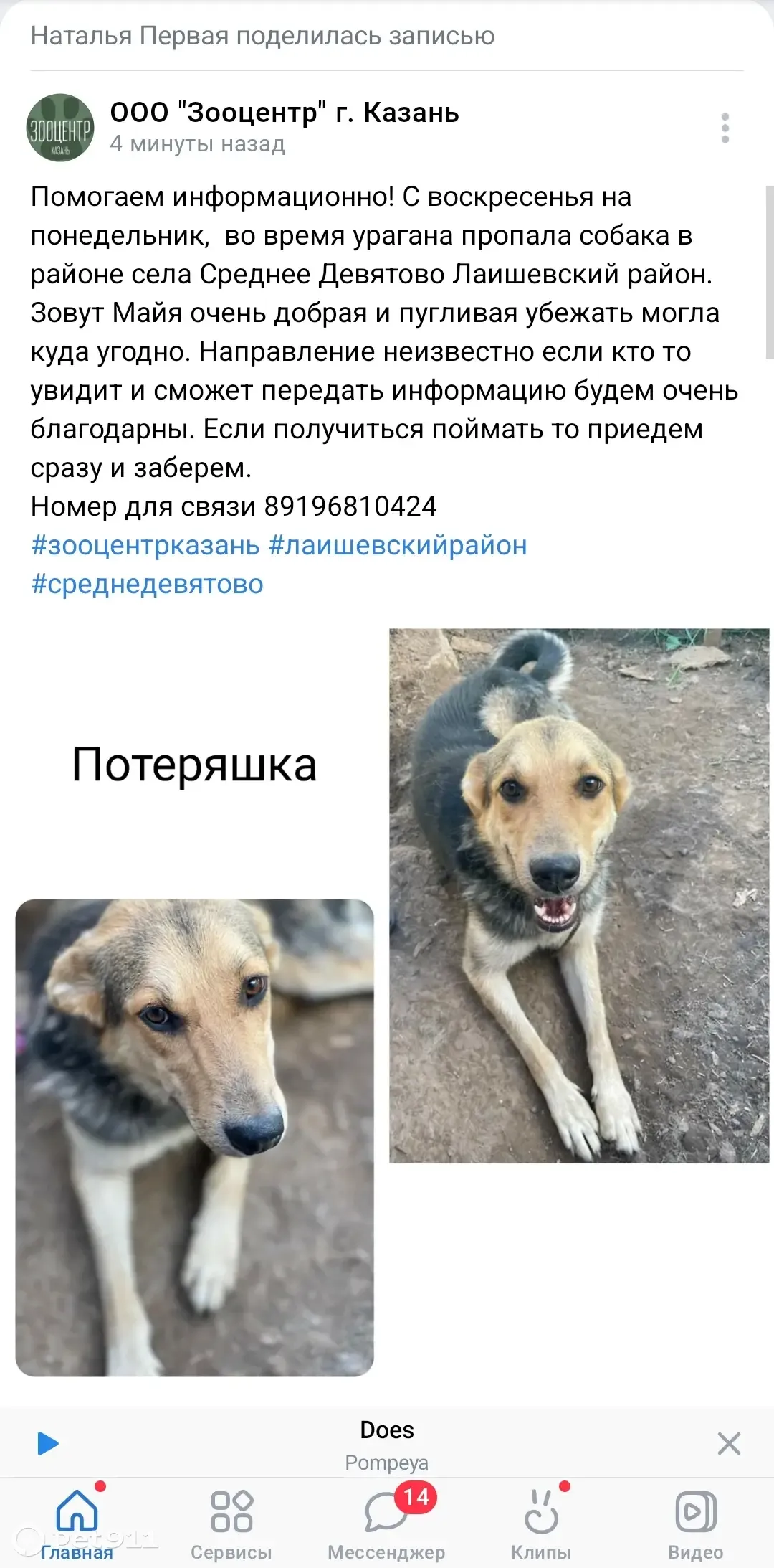 Пропала собака в Среднем Девятово, Татарстан | Pet911.ru