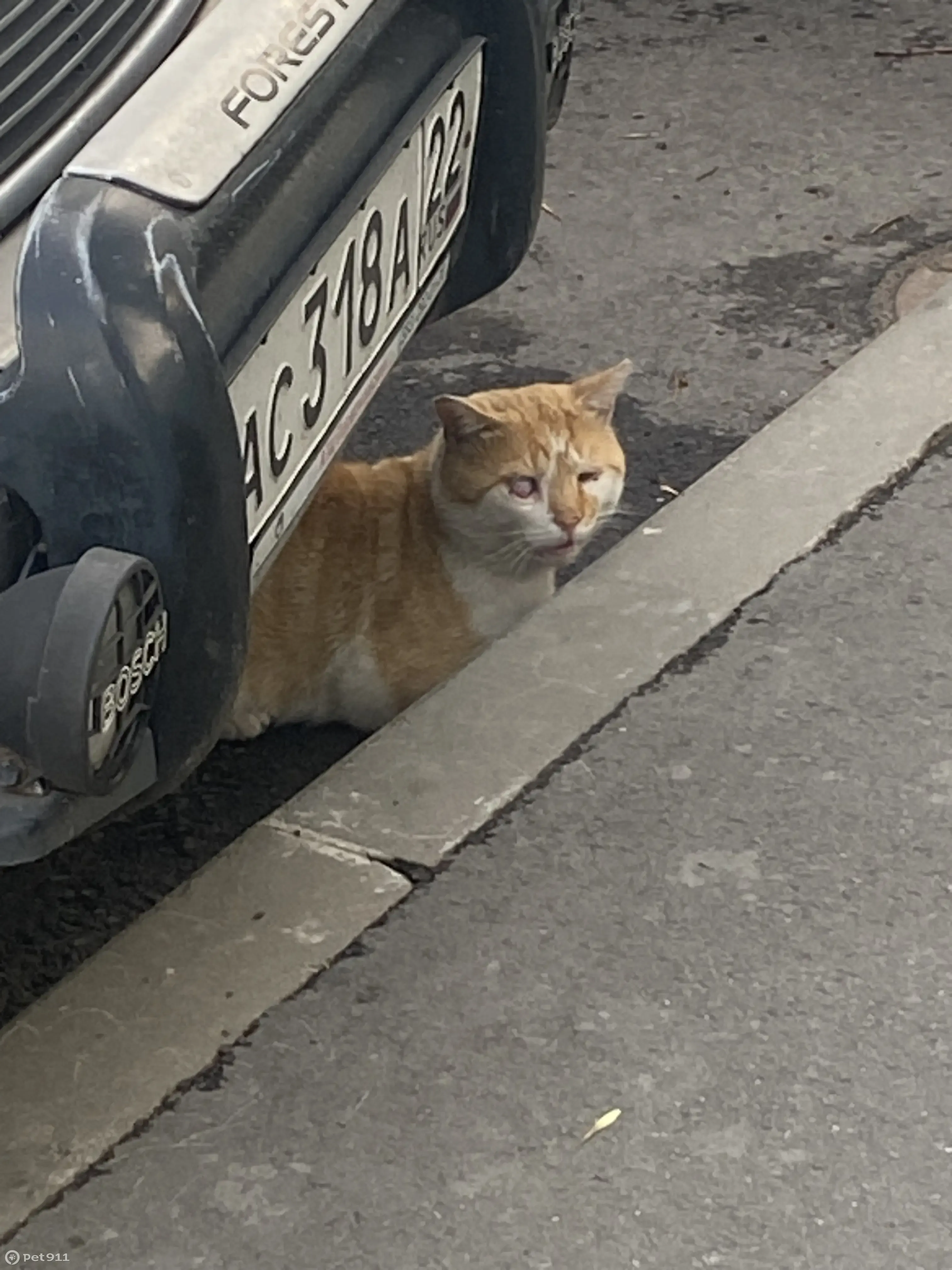 Найден рыжий кот с больным глазом на Гренадерской улице | Pet911.ru