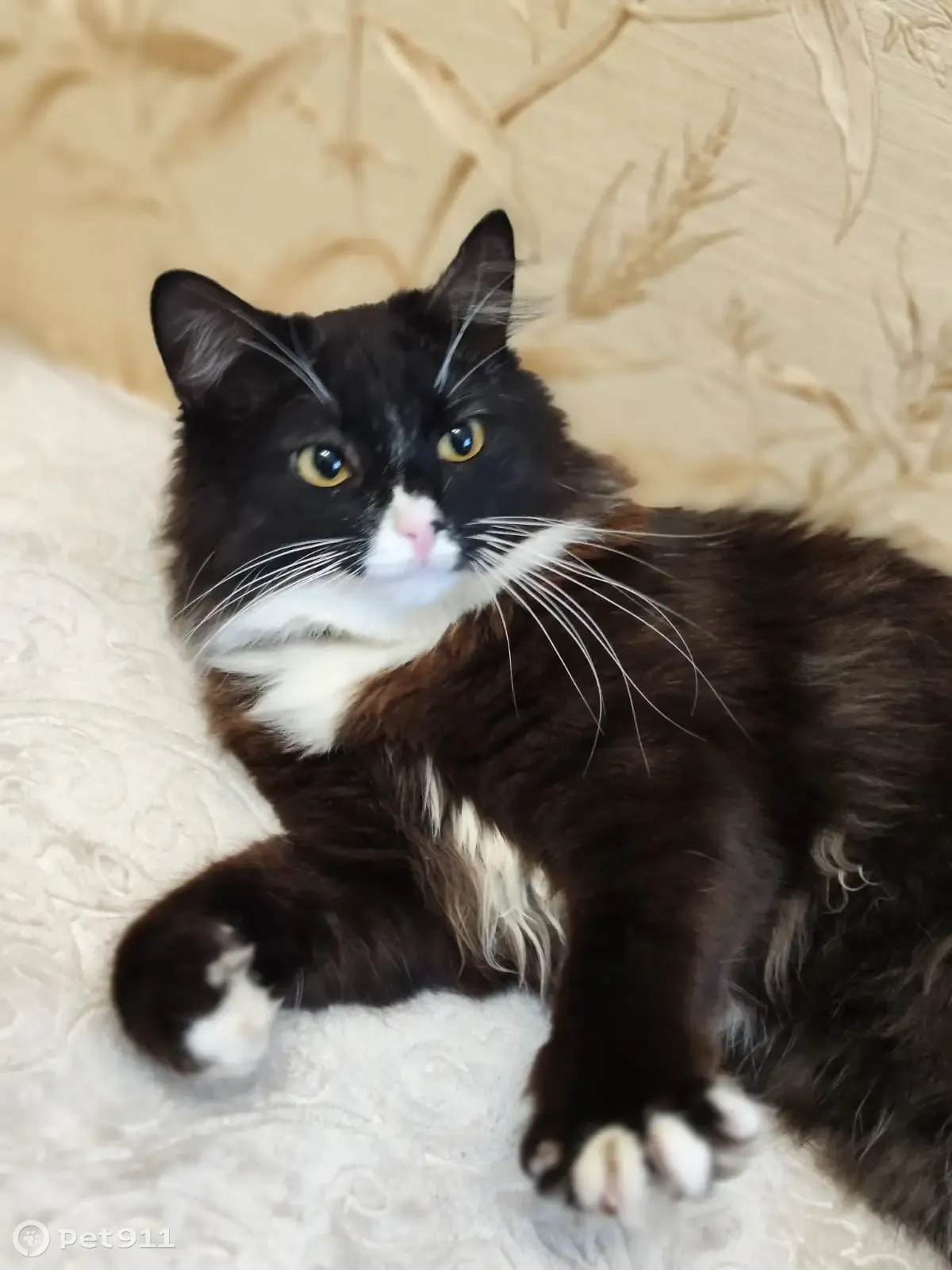 Пропала кошка в Богородске, ул. Володарского, 59. Вознаграждение за информацию. - photo